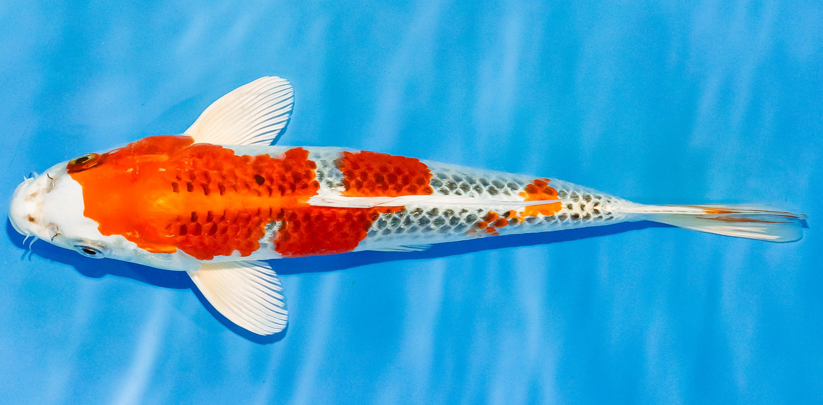 Koi 30-35cm Nr. 3730