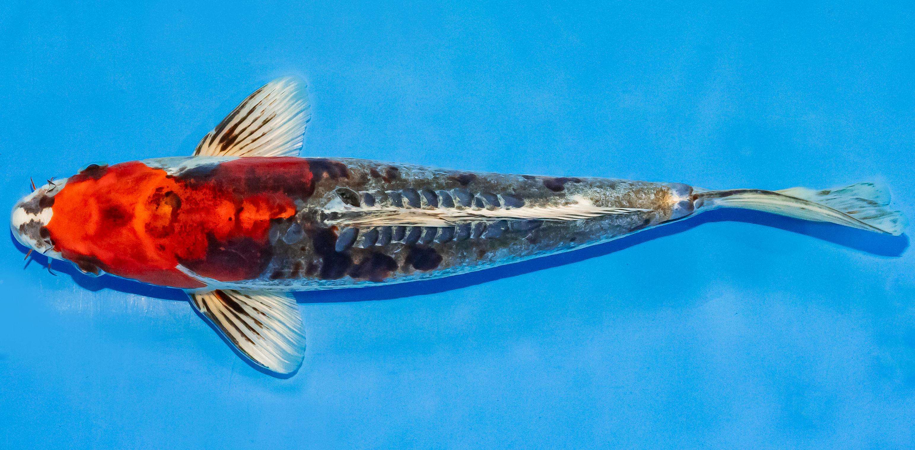 Koi 30-35cm Nr. 3720