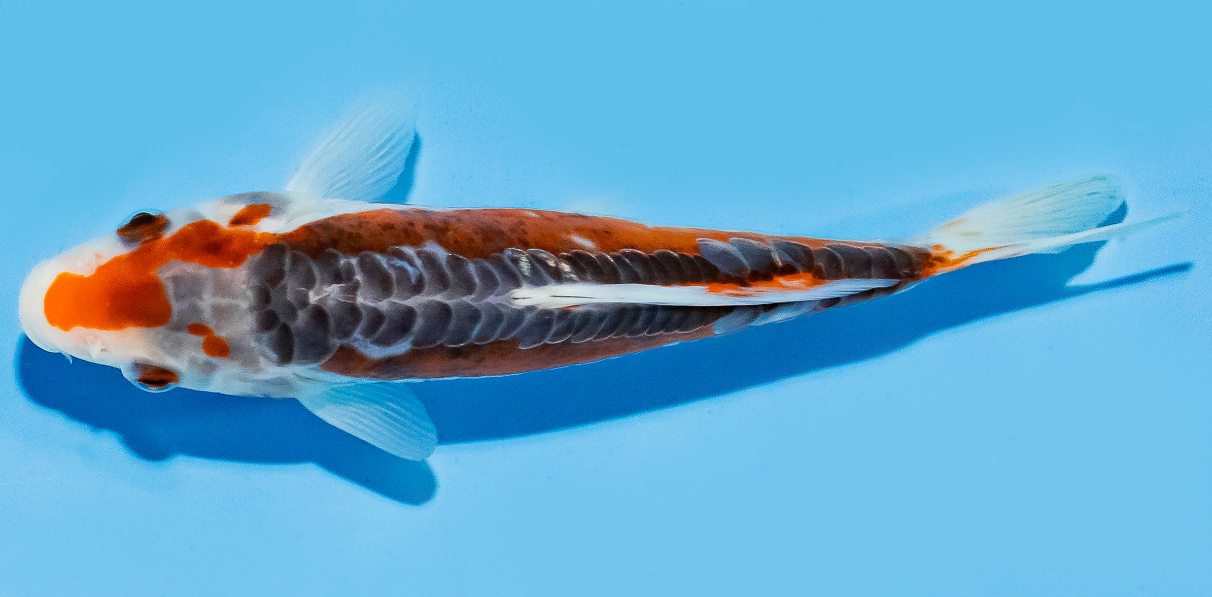 Koi 17-20cm Nr. 7142