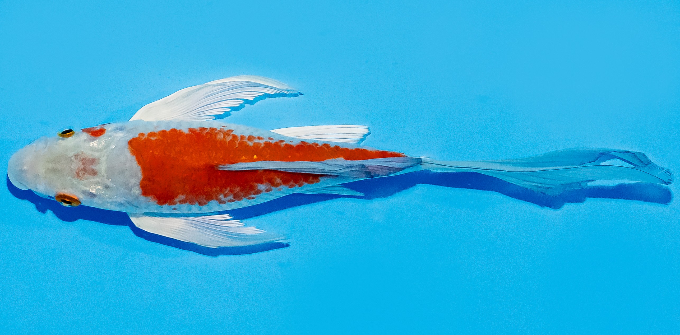 Butterfly Koi 20-25cm Nr. 5428