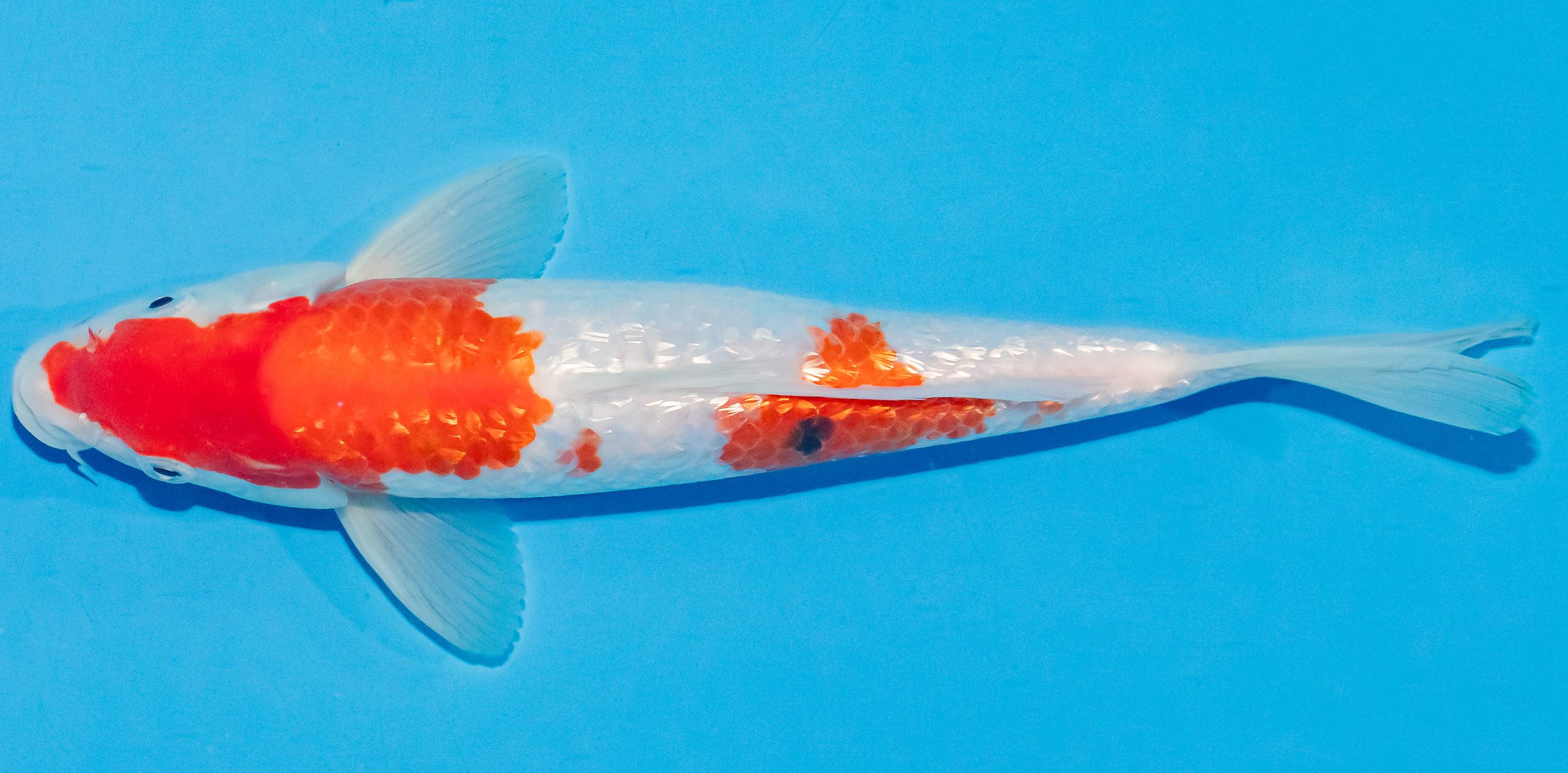 Koi 25-30cm Nr. 4246