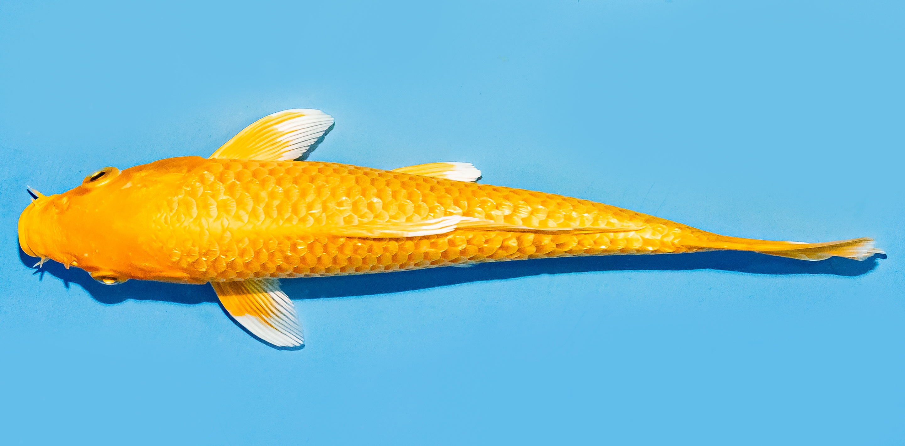 Koi 17-20cm Nr. 7800