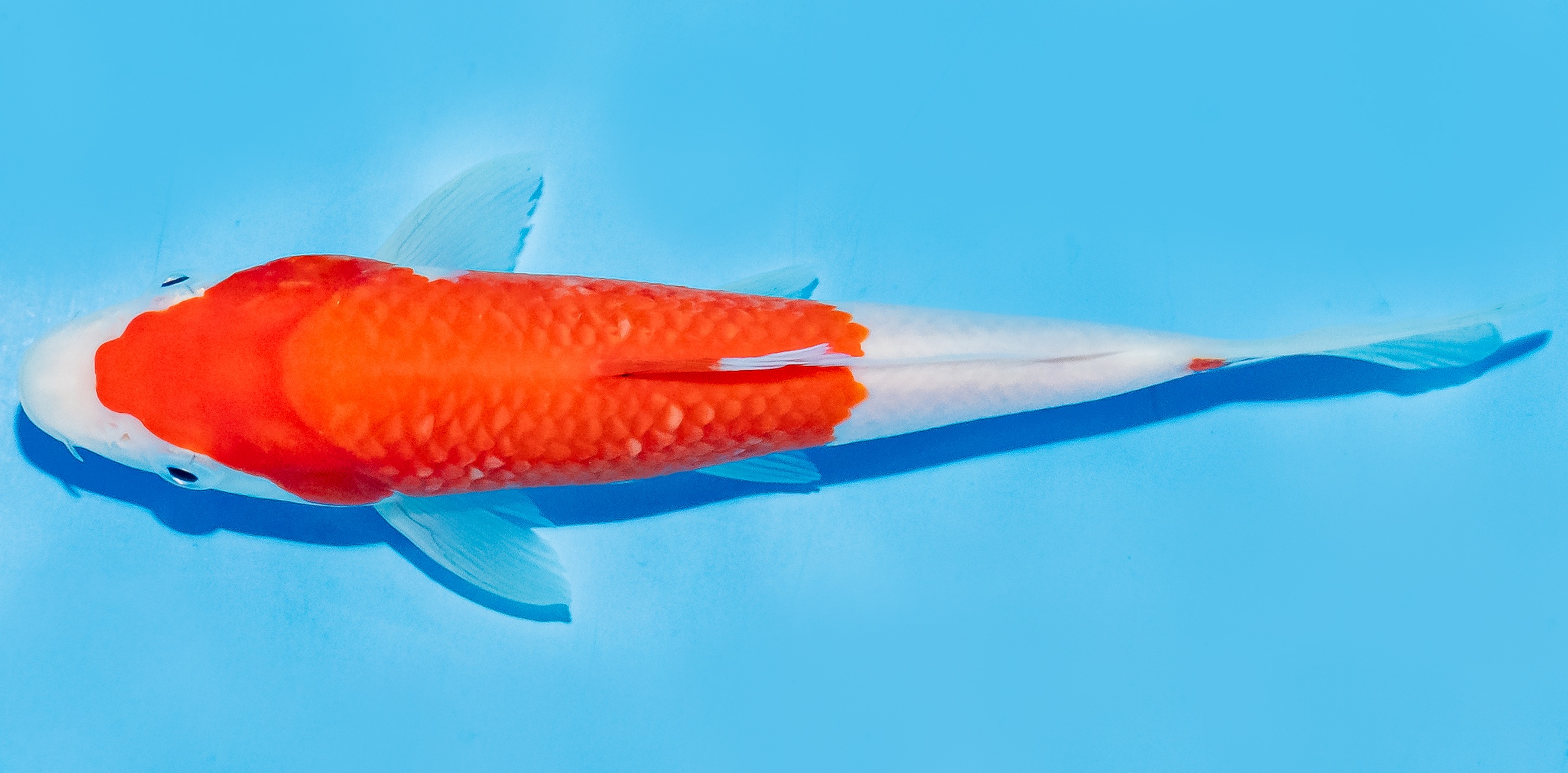 Koi 17-20cm Nr. 7144