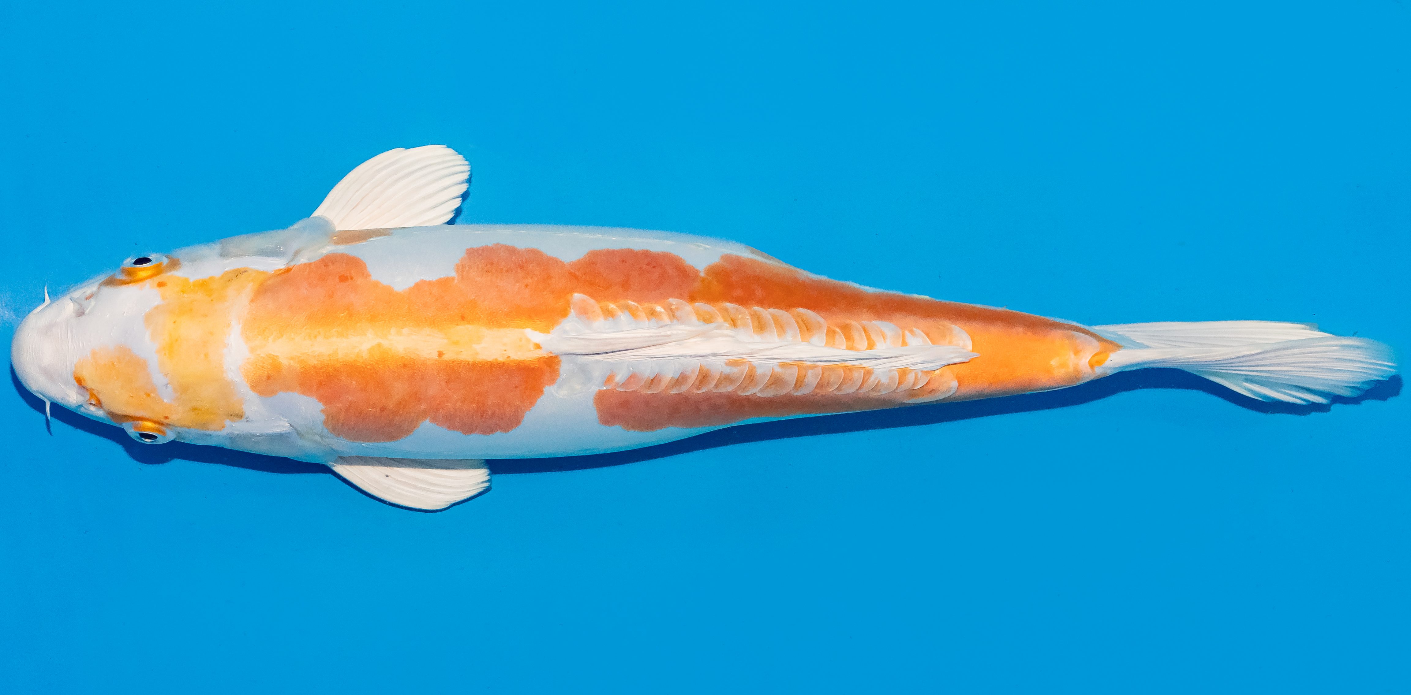 Koi 35-40cm Nr. 6731