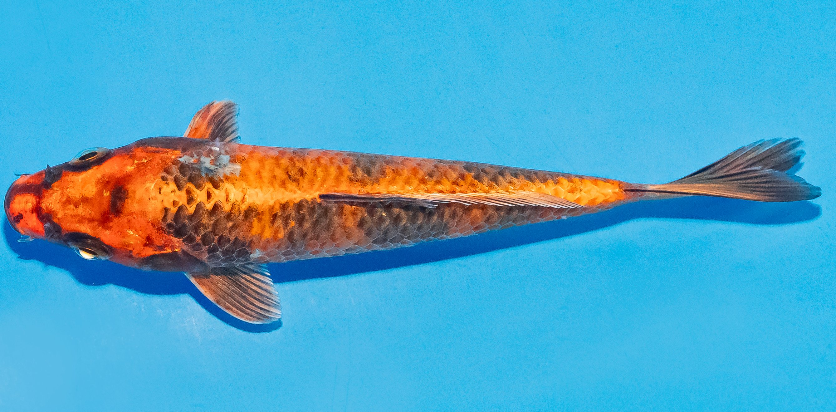 Koi 17-20cm Nr. 4527