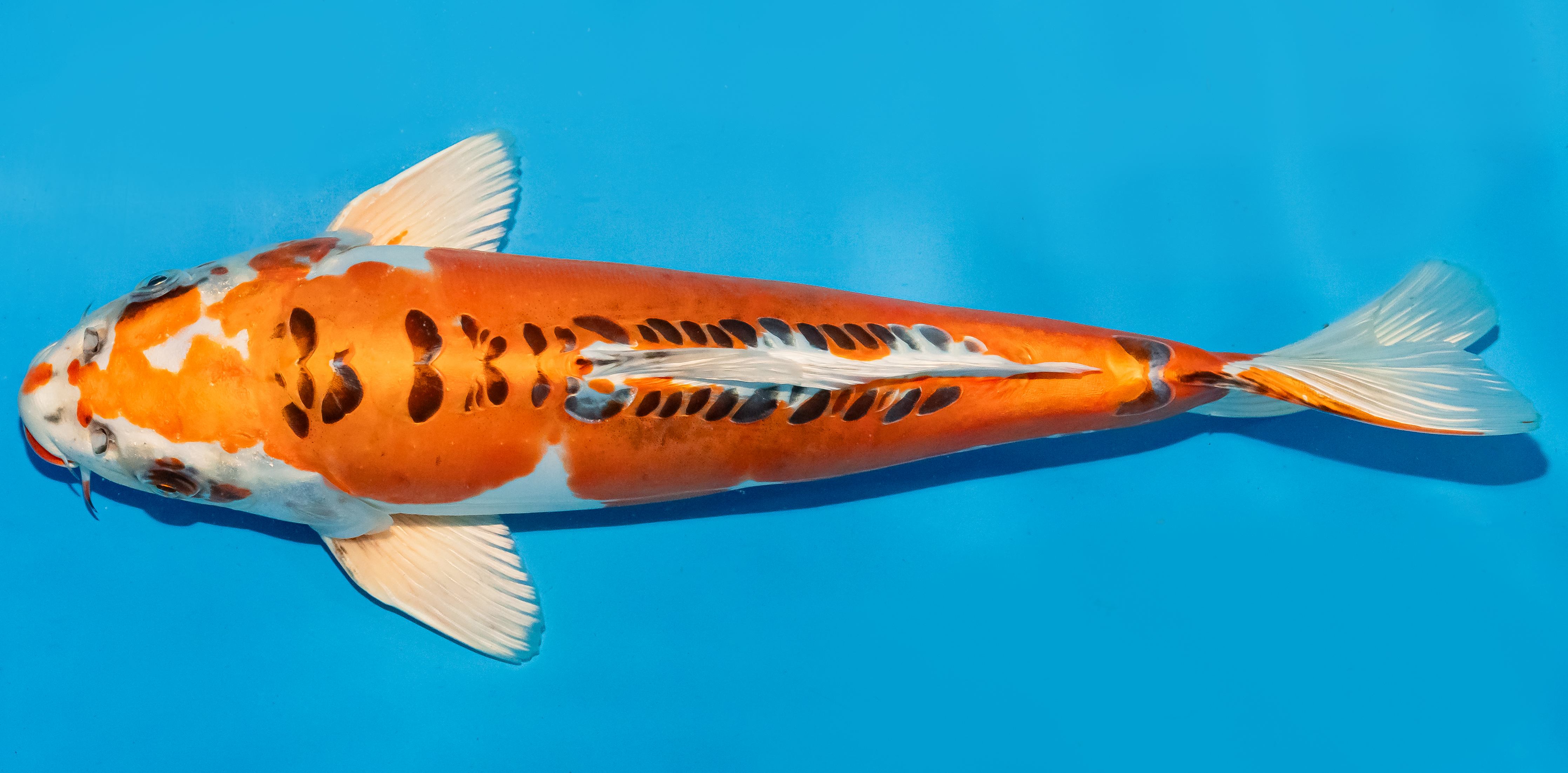 Koi 35-40cm Nr. 6730