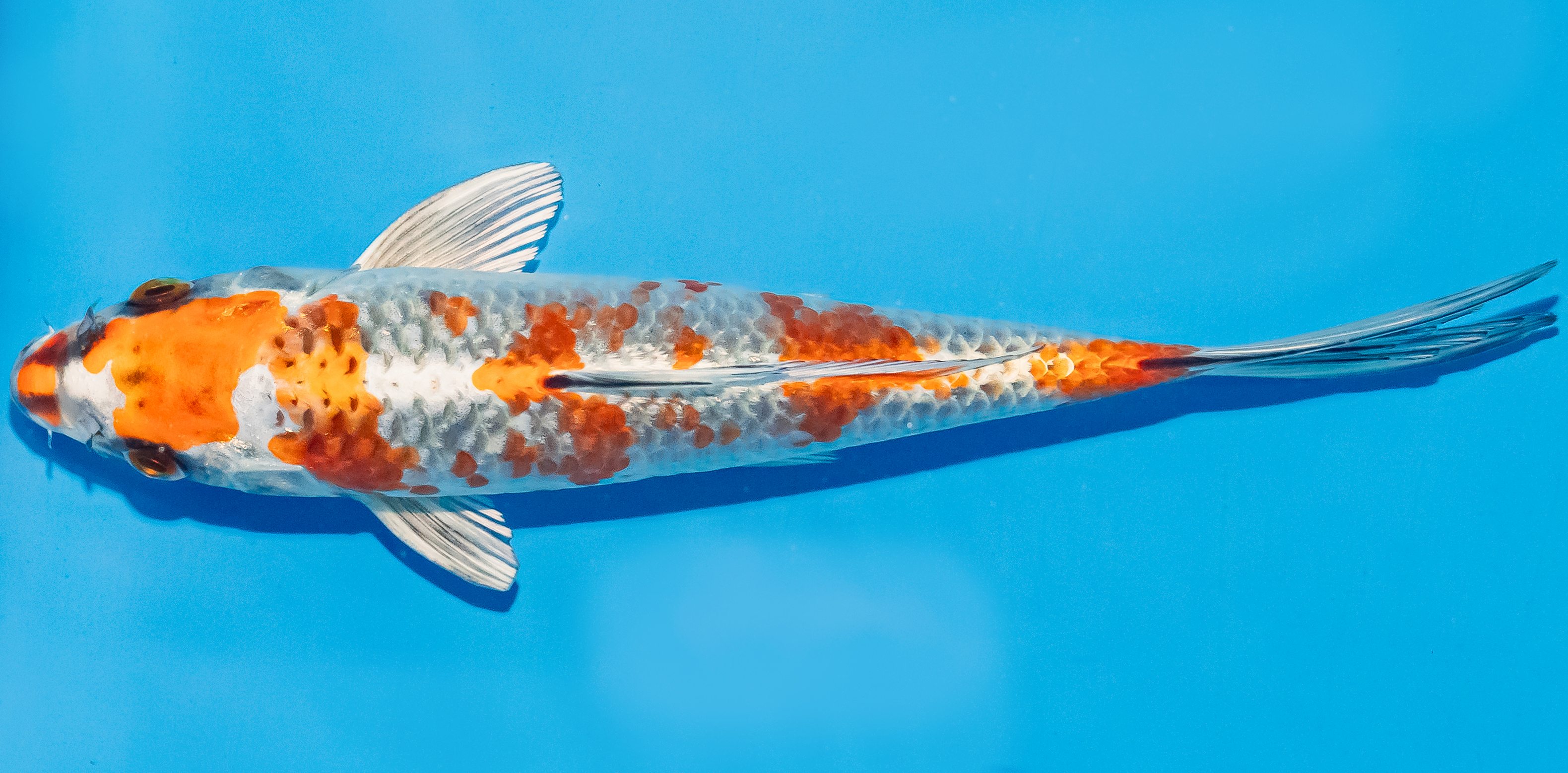 Koi 17-20cm Nr. 4536