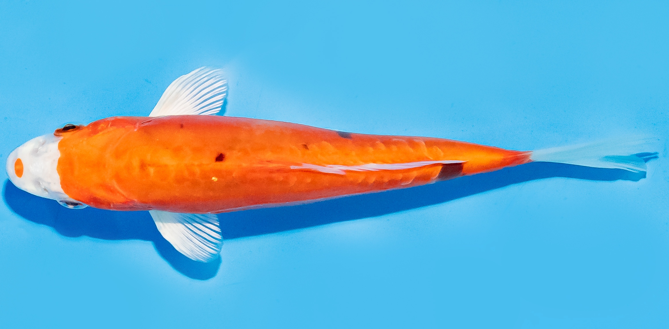 Koi 14-17cm Nr. 7047