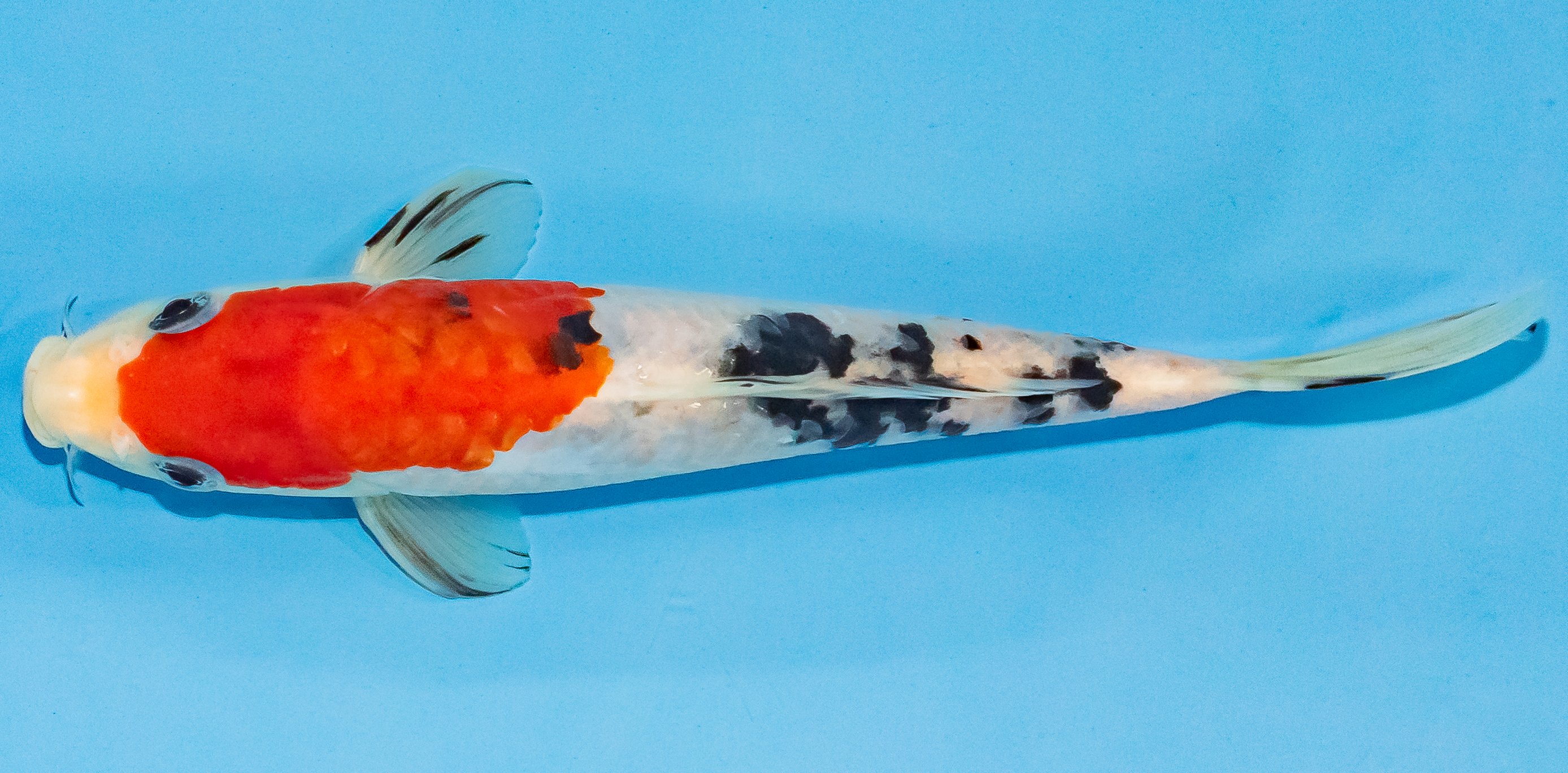 Koi 17-20cm Nr. 3331