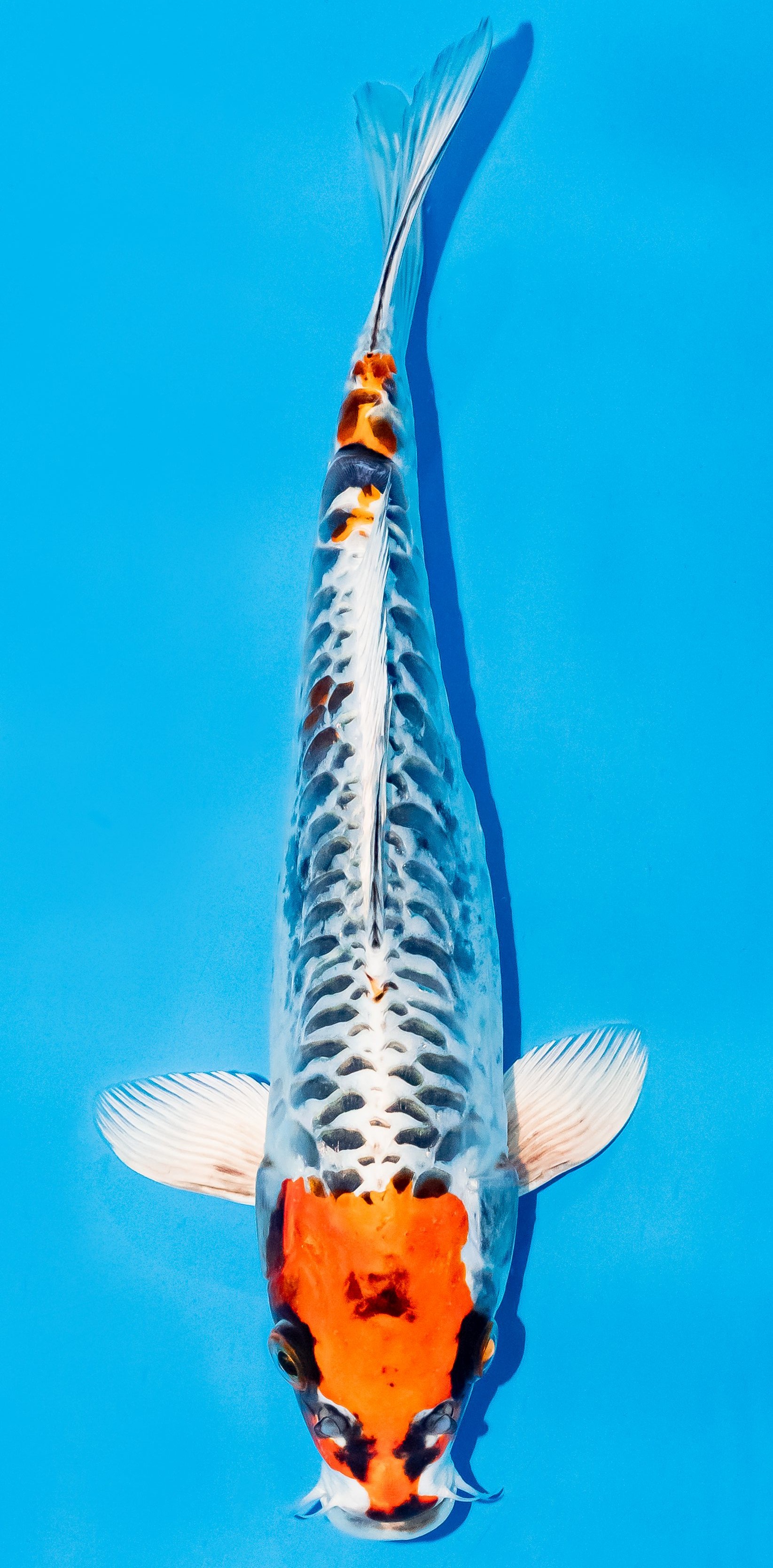 Koi 25-30cm Nr. 6236