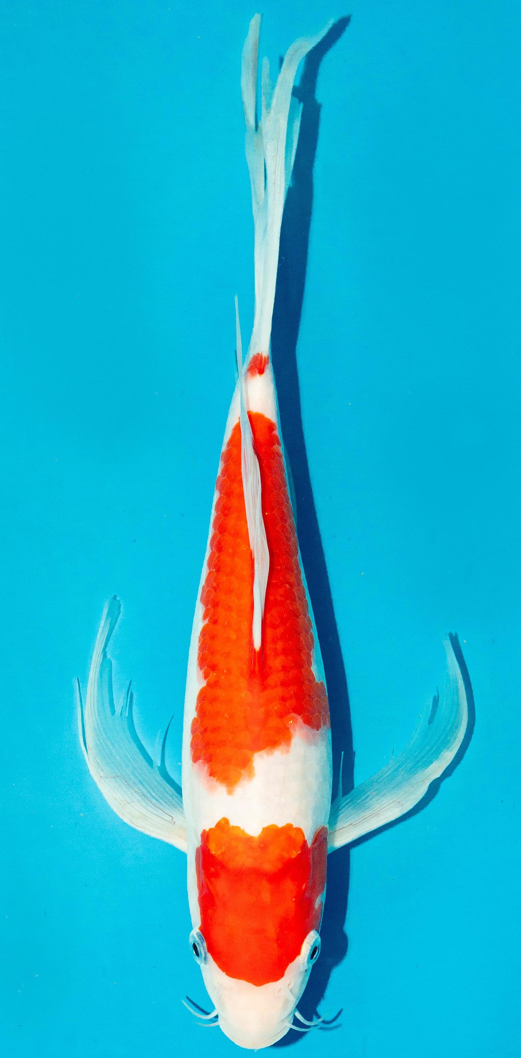 Butterfly Koi 30-35cm Nr. 4435