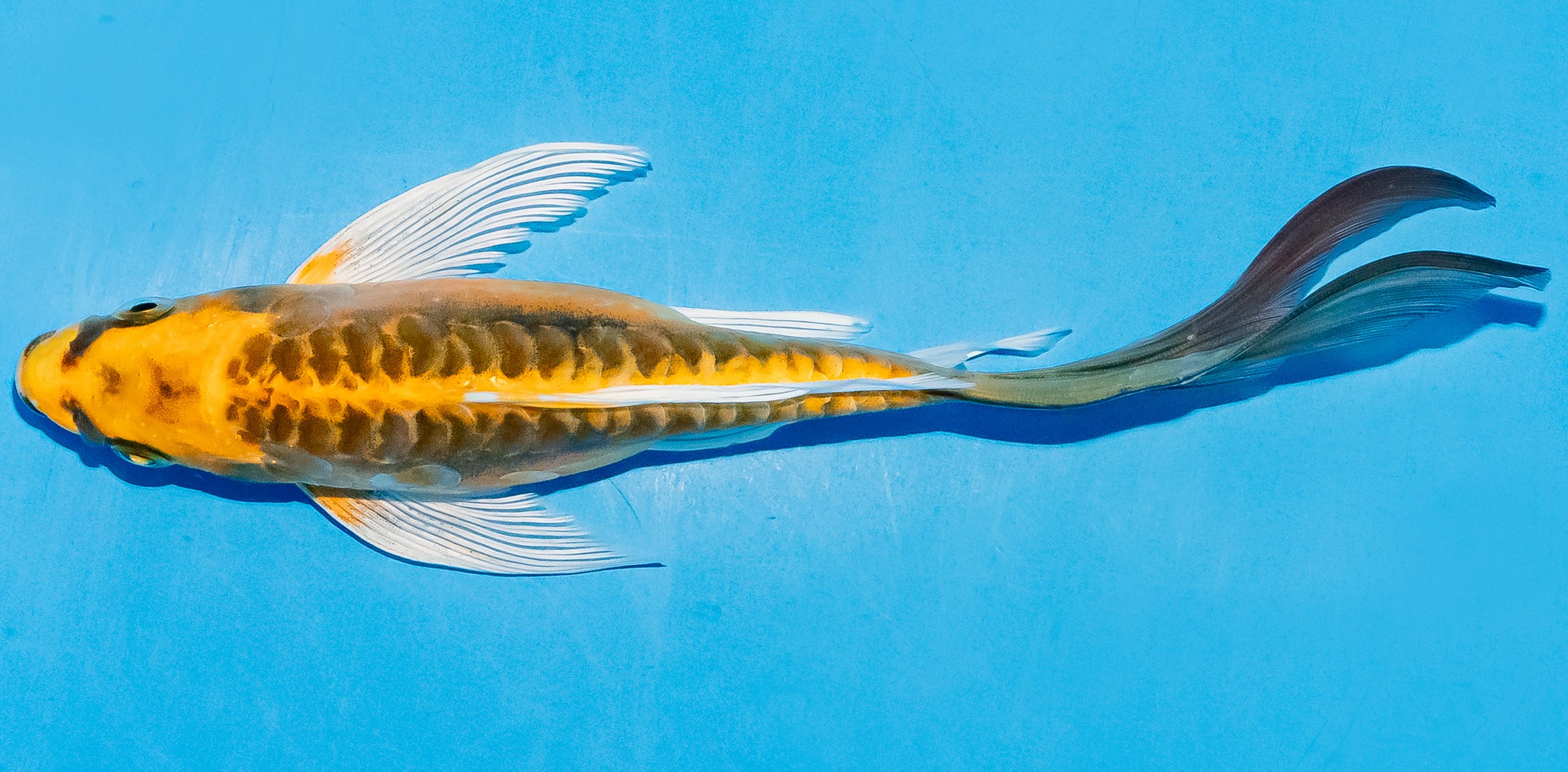 Butterfly Koi 17-20cm Nr. 5915