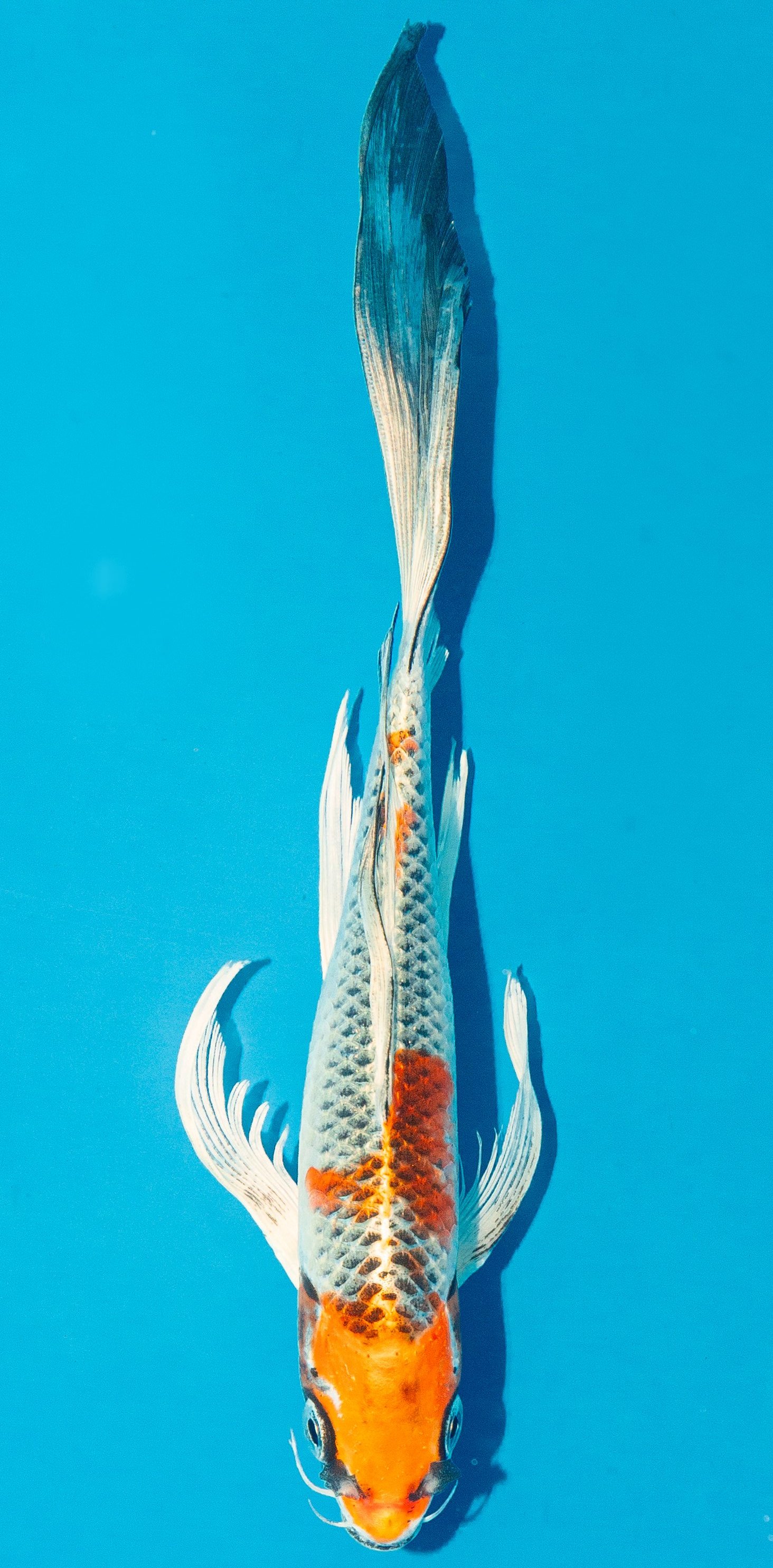 Butterfly Koi 20-25cm Nr. 4276