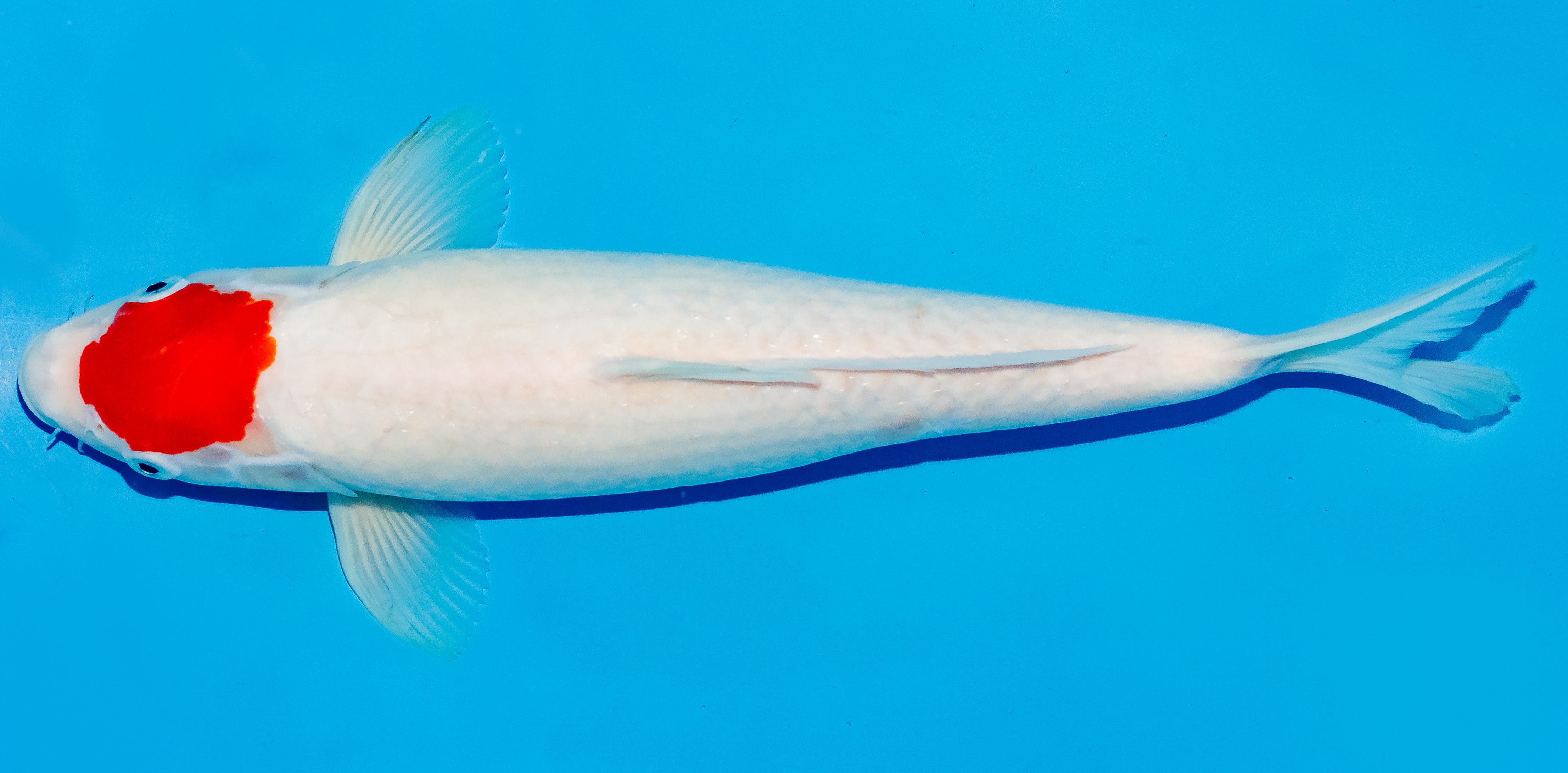 Koi 35-40cm Nr. 5023