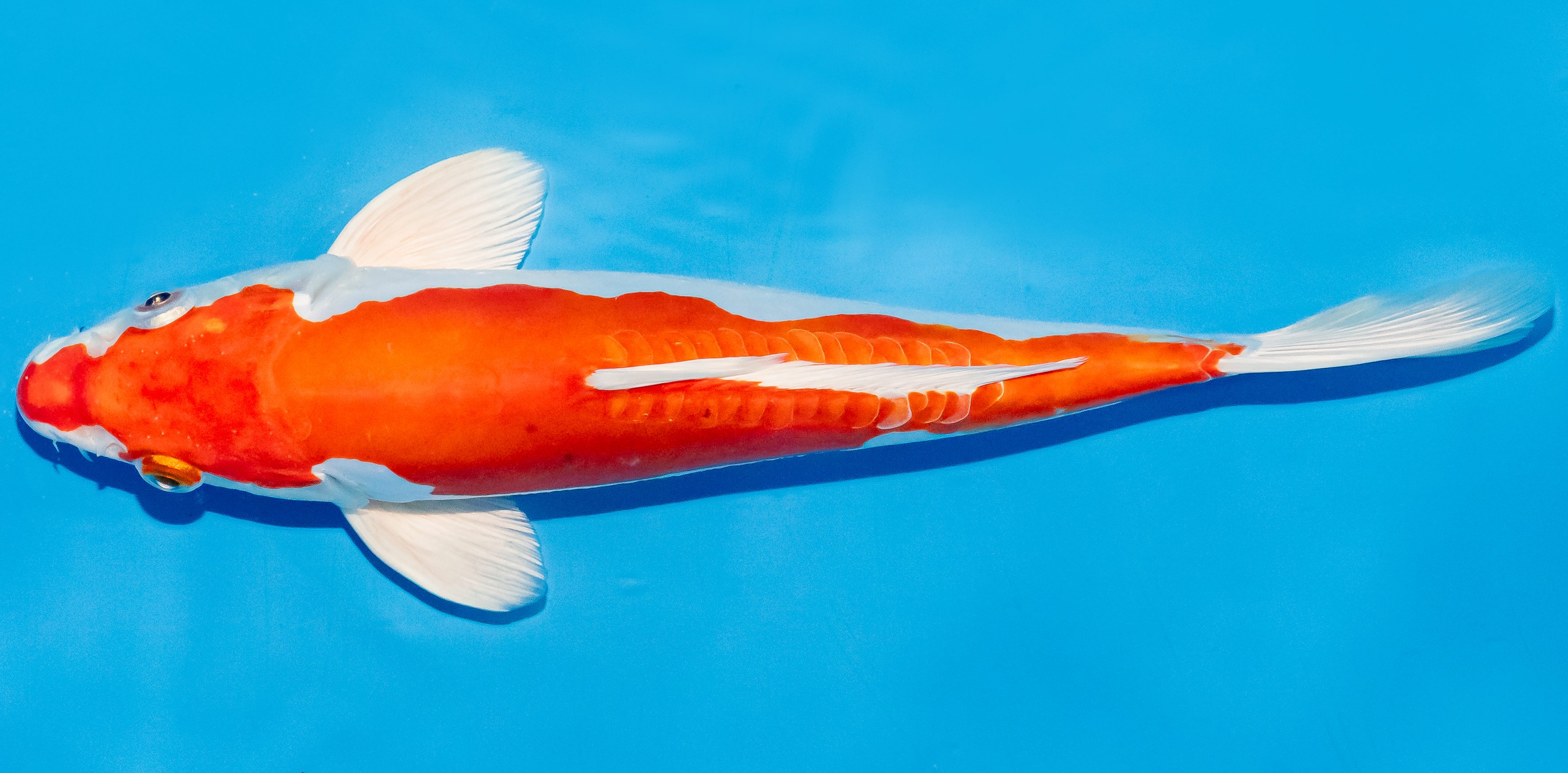 Koi 25-30cm Nr. 6270