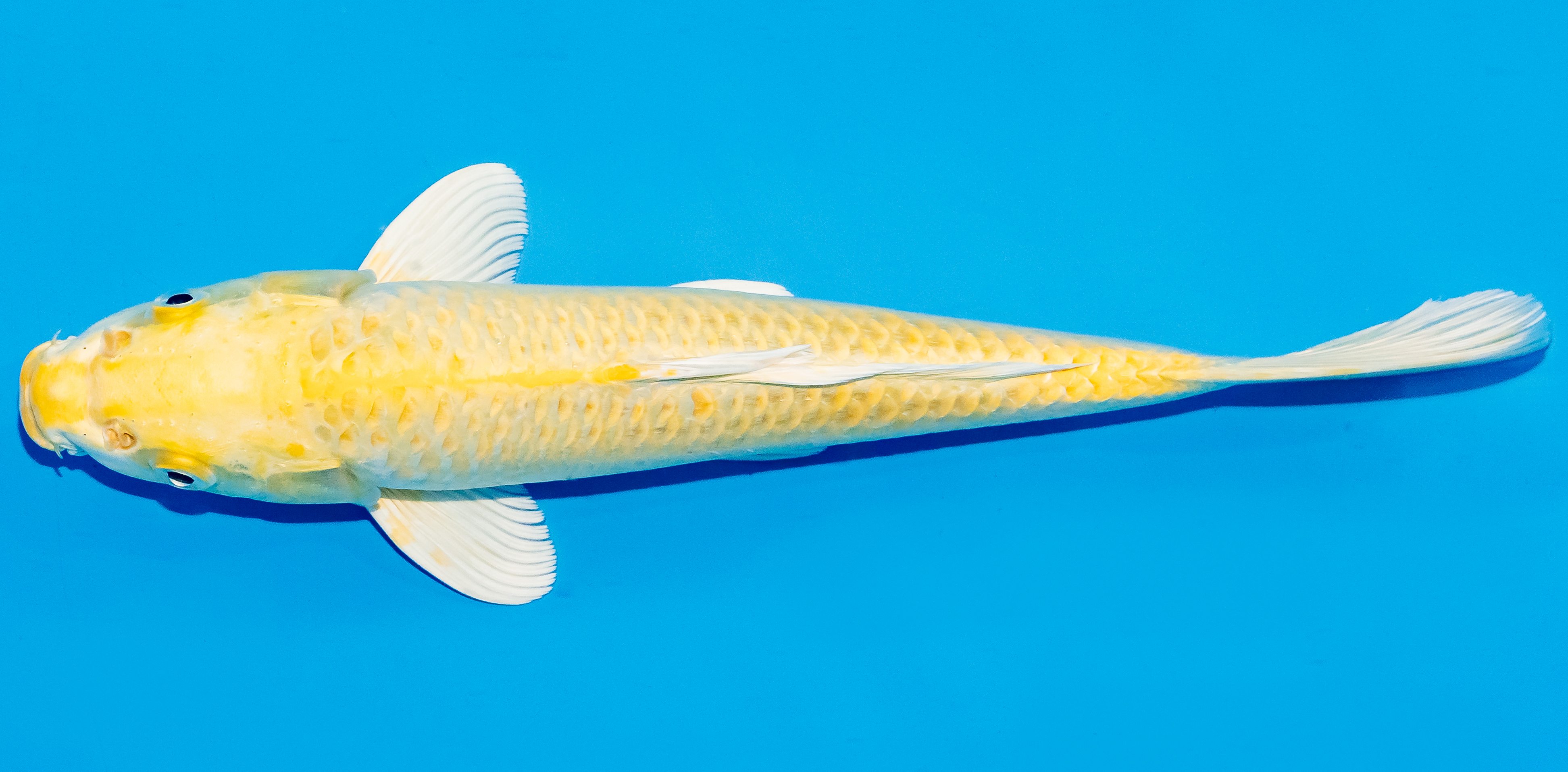 Koi 25-30cm Nr. 4214