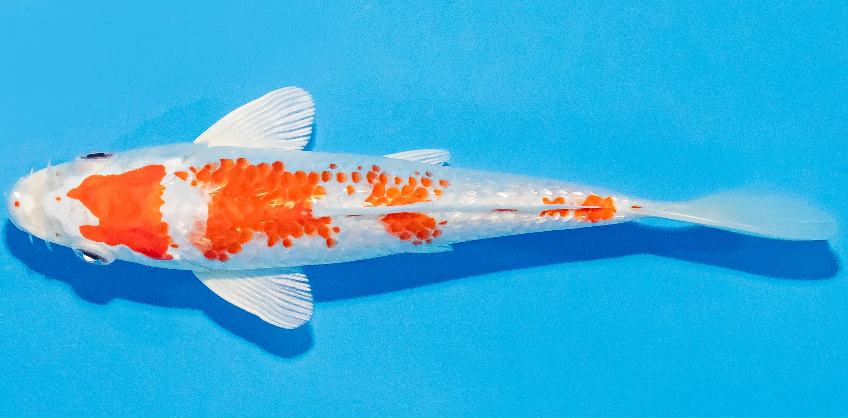 Koi 14-17cm Nr. 3032