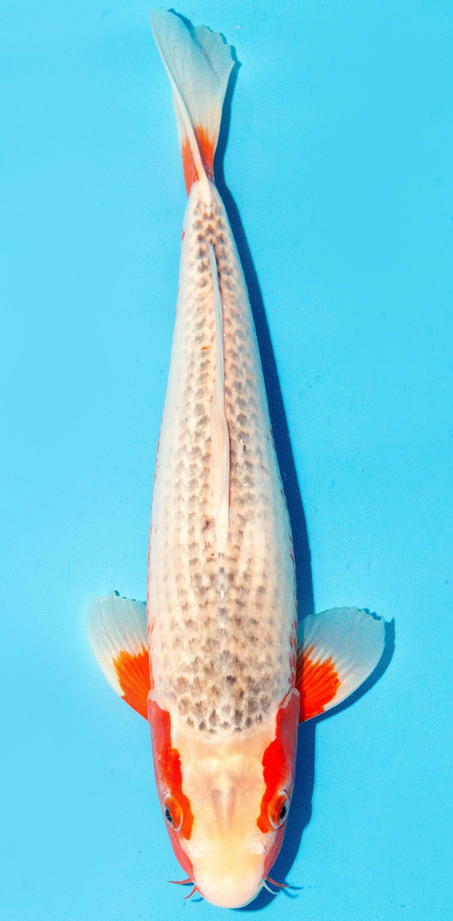 Koi 35-40cm Nr. 1332