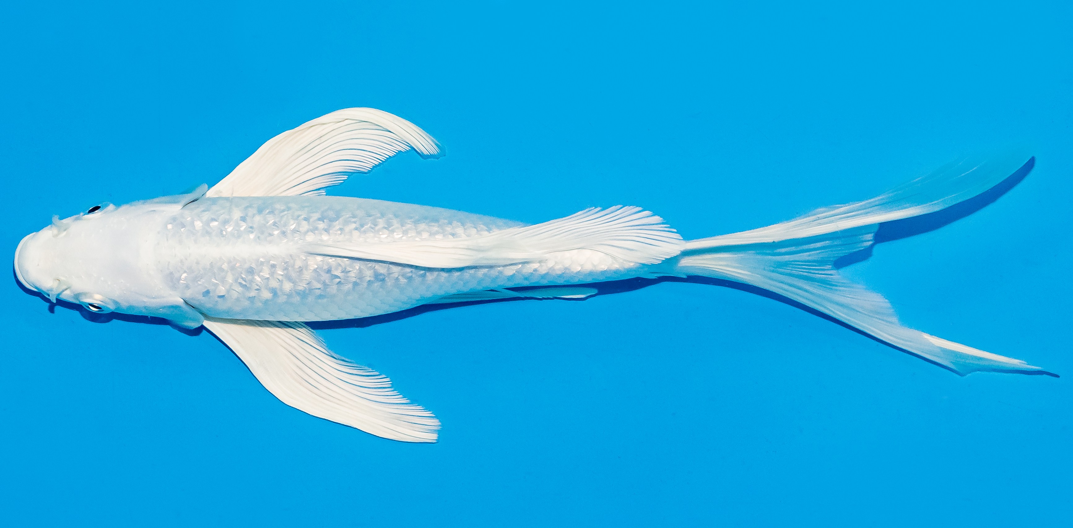 Butterfly Koi 25-30cm Nr. 5606