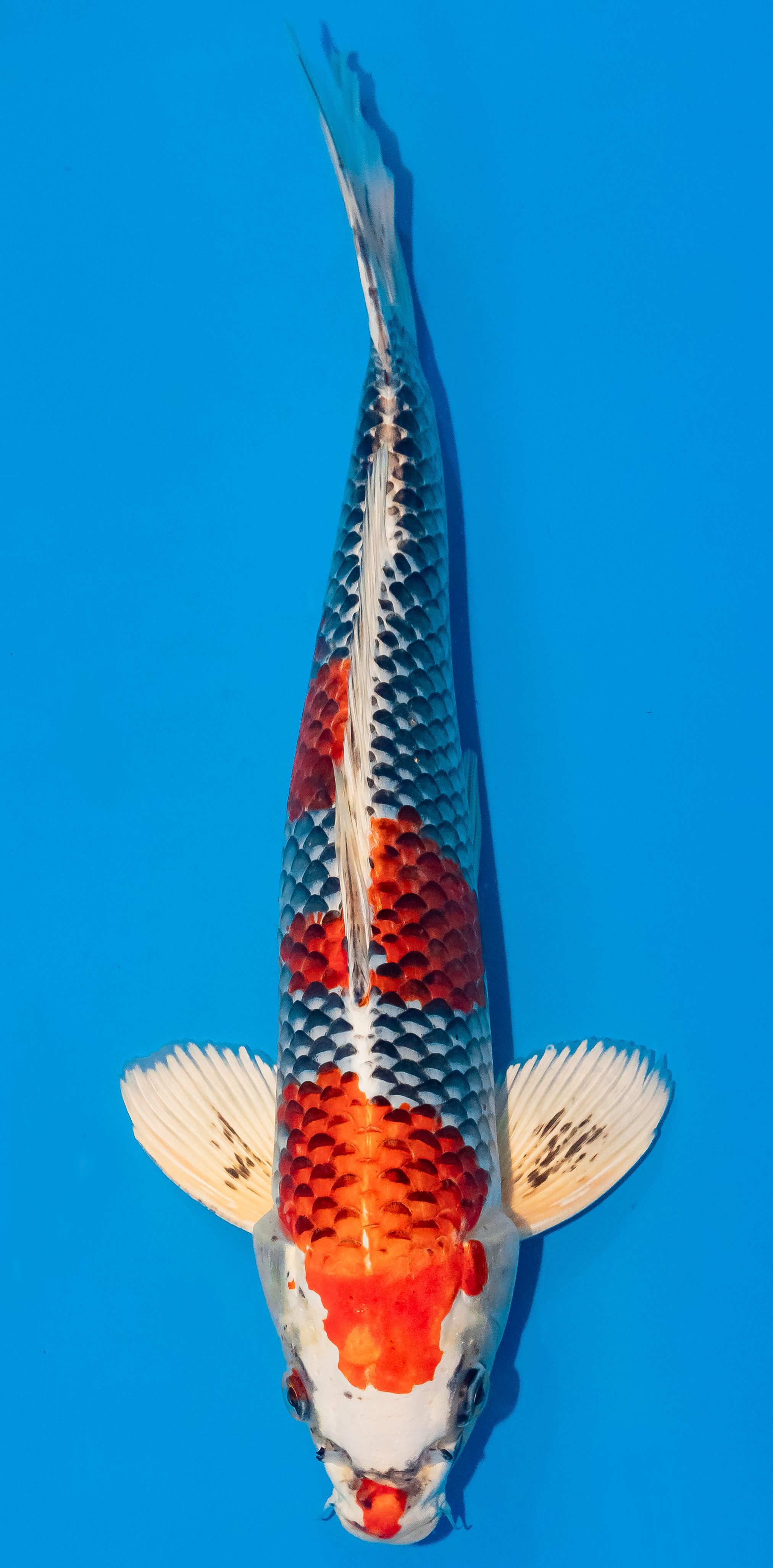 Koi 35-40cm Nr. 1123