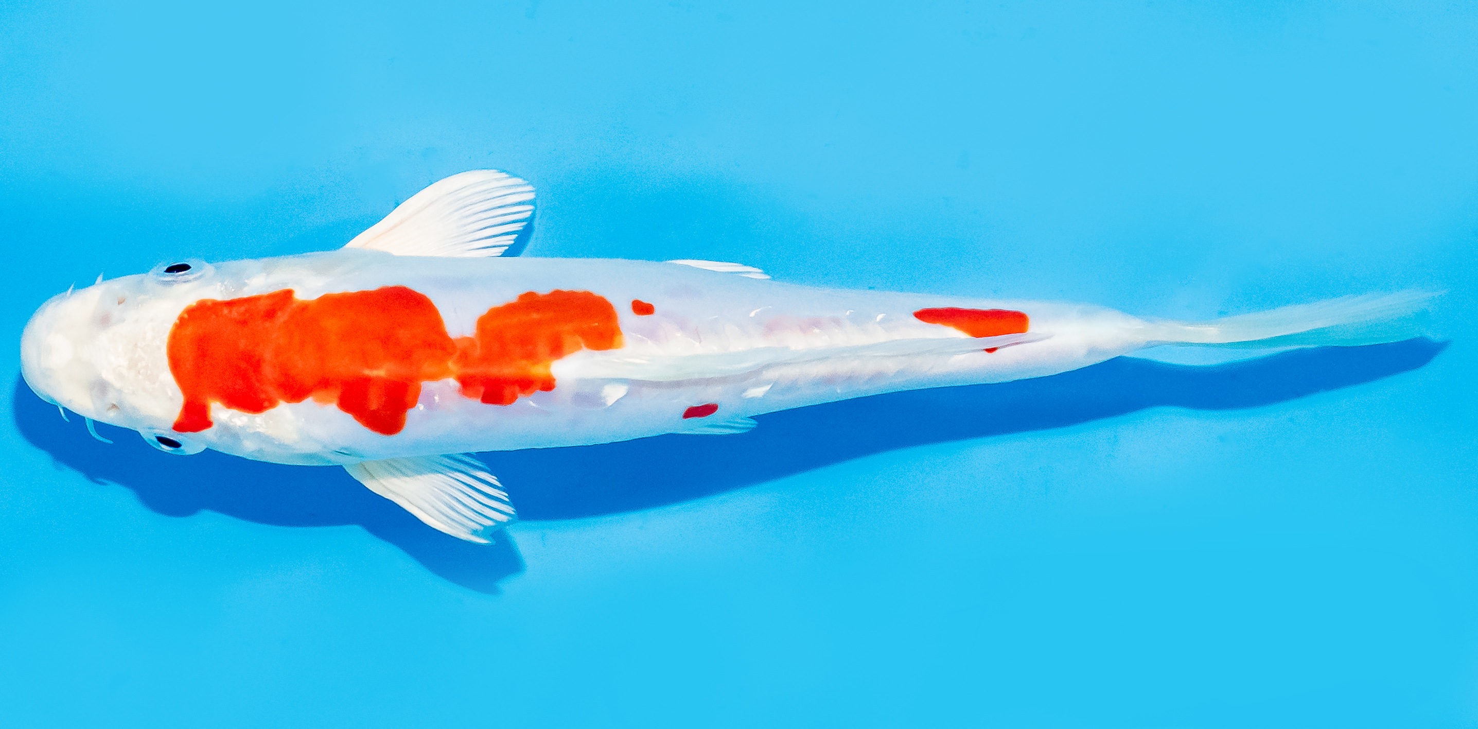 Koi 17-20cm Nr. 7162