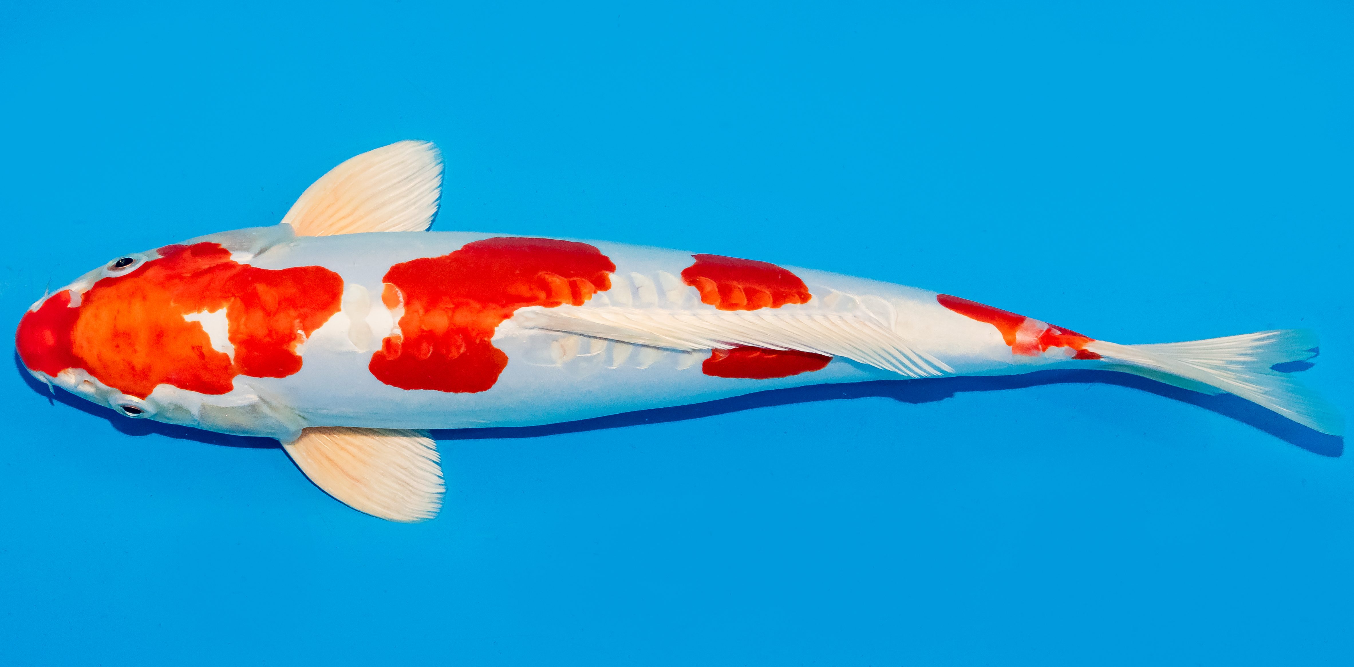 Koi 35-40cm Nr. 6741