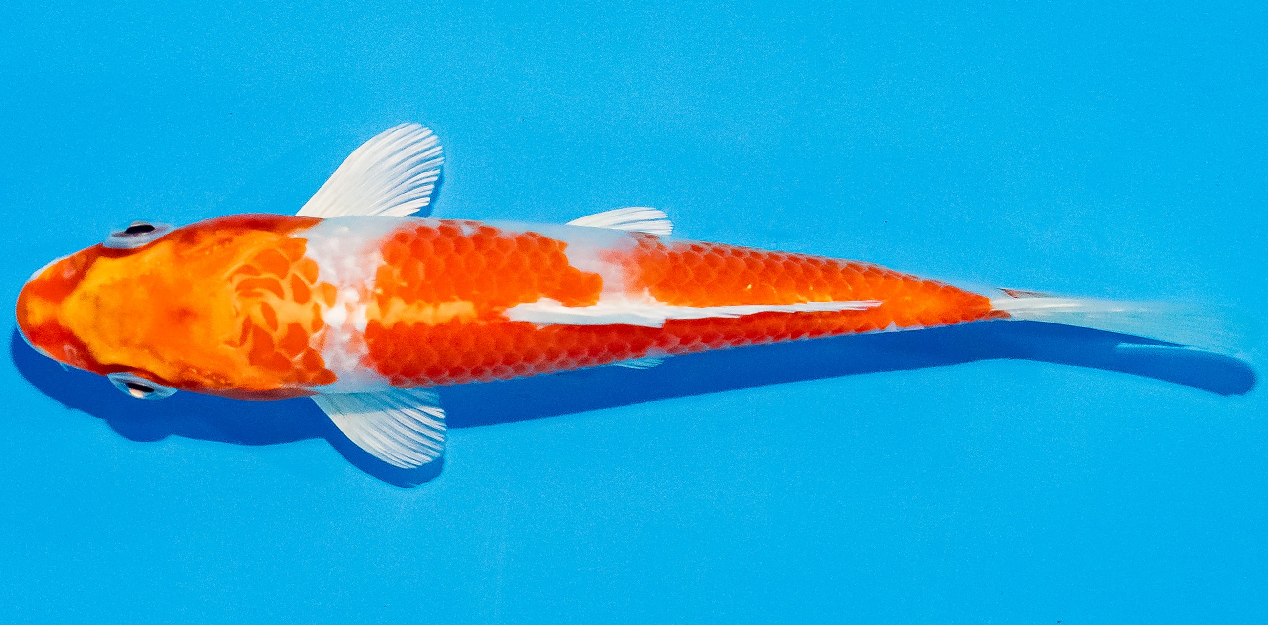Koi 14-17cm Nr. 3034