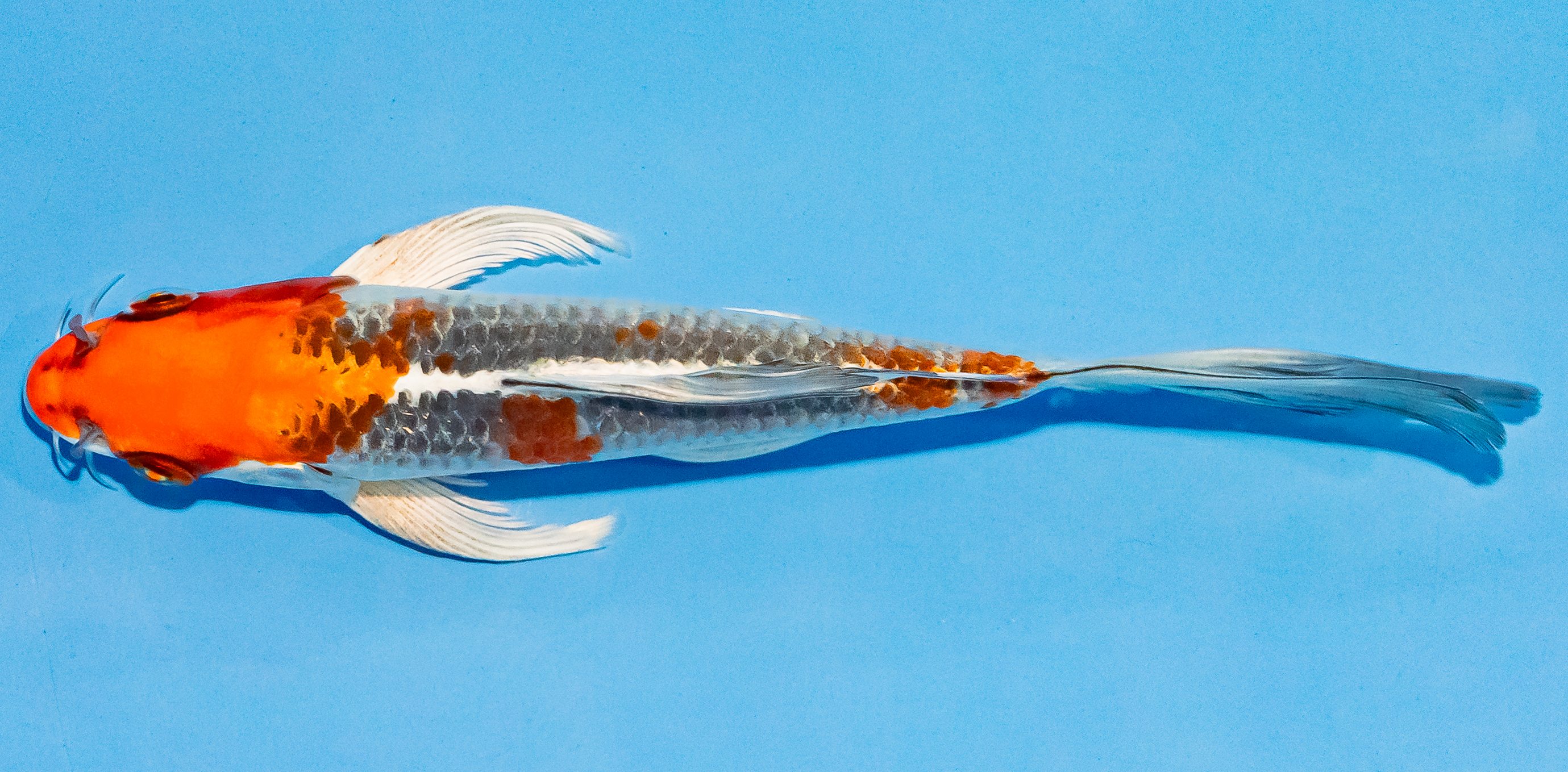 Butterfly Koi 14-17cm Nr. 3743