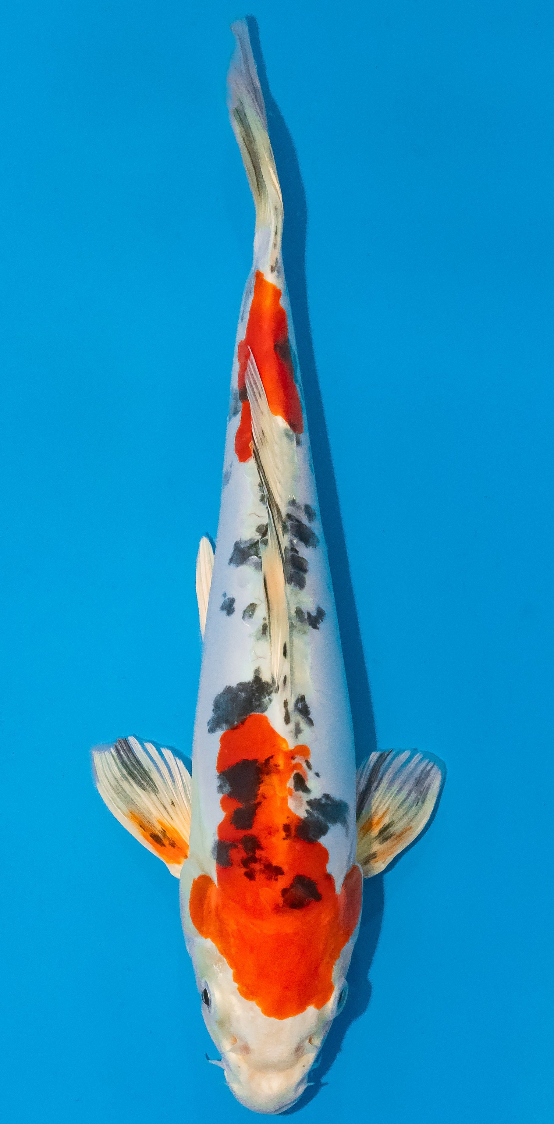 Koi 30-35cm Nr. 1067