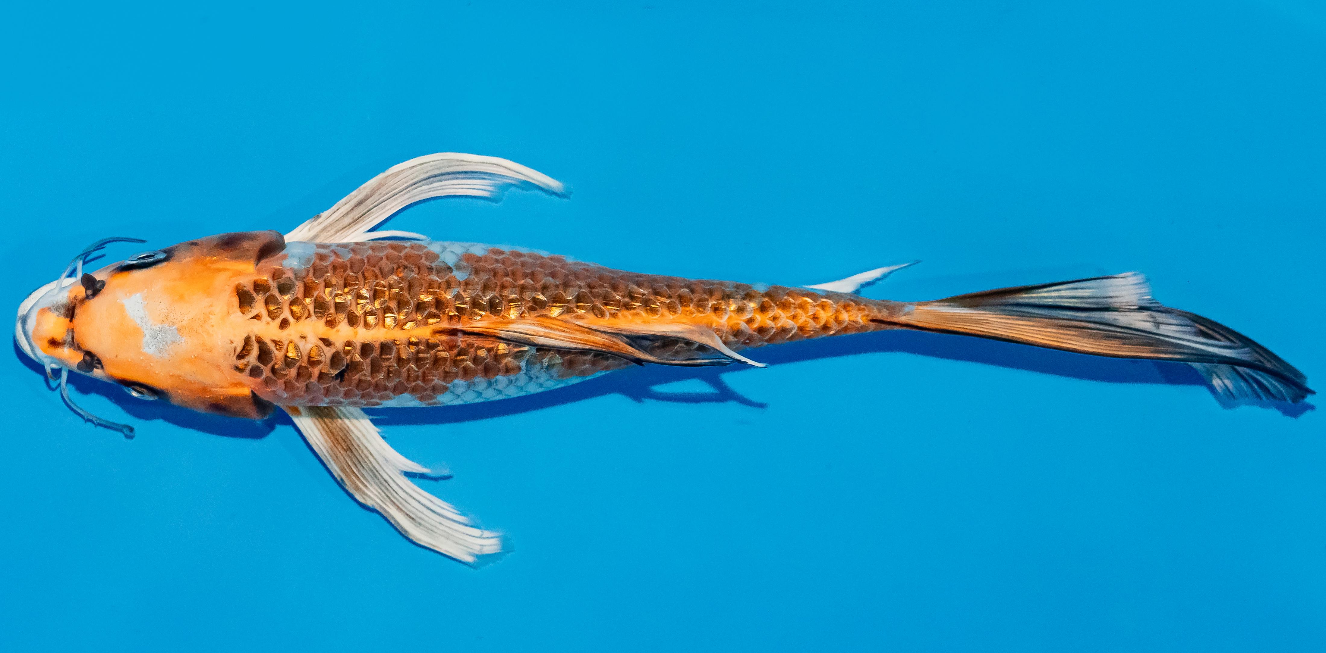 Butterfly Koi 25-30cm Nr. 2304
