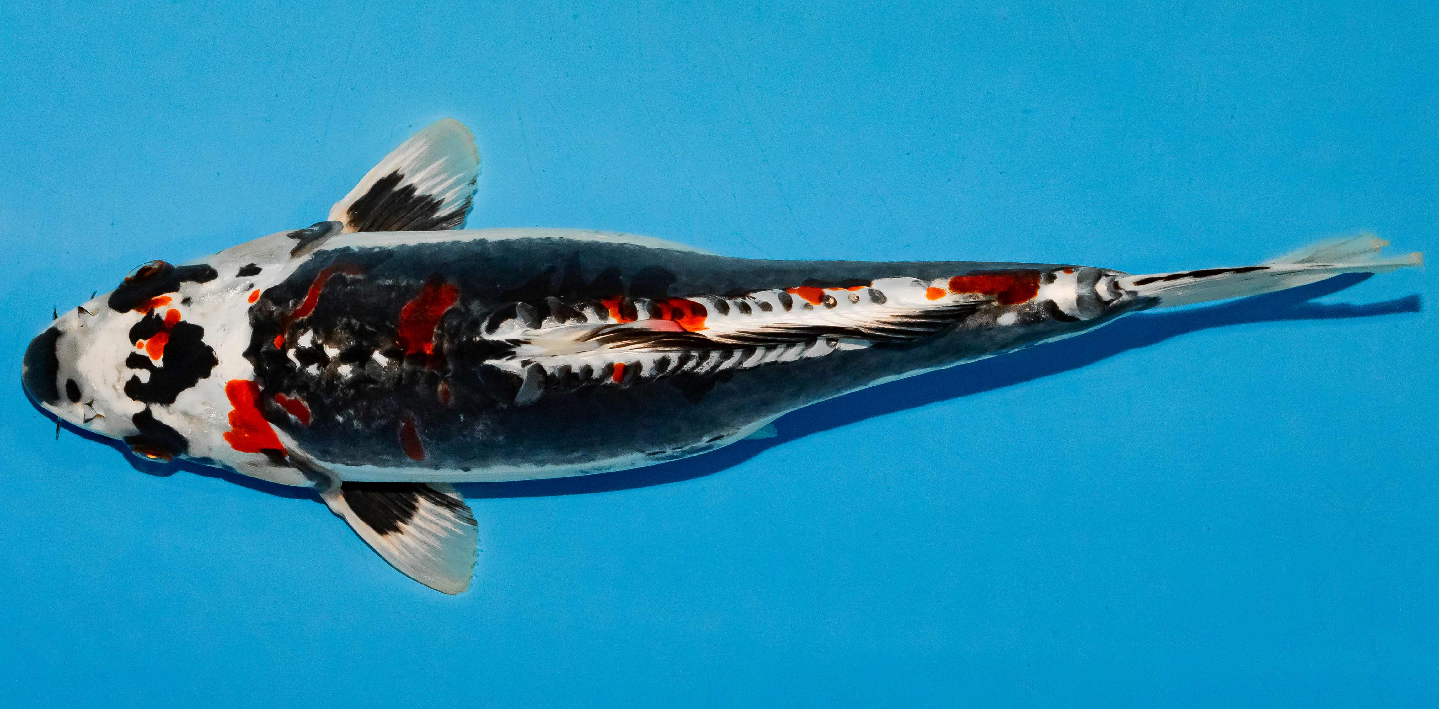 Koi 40-45cm Nr. 4920