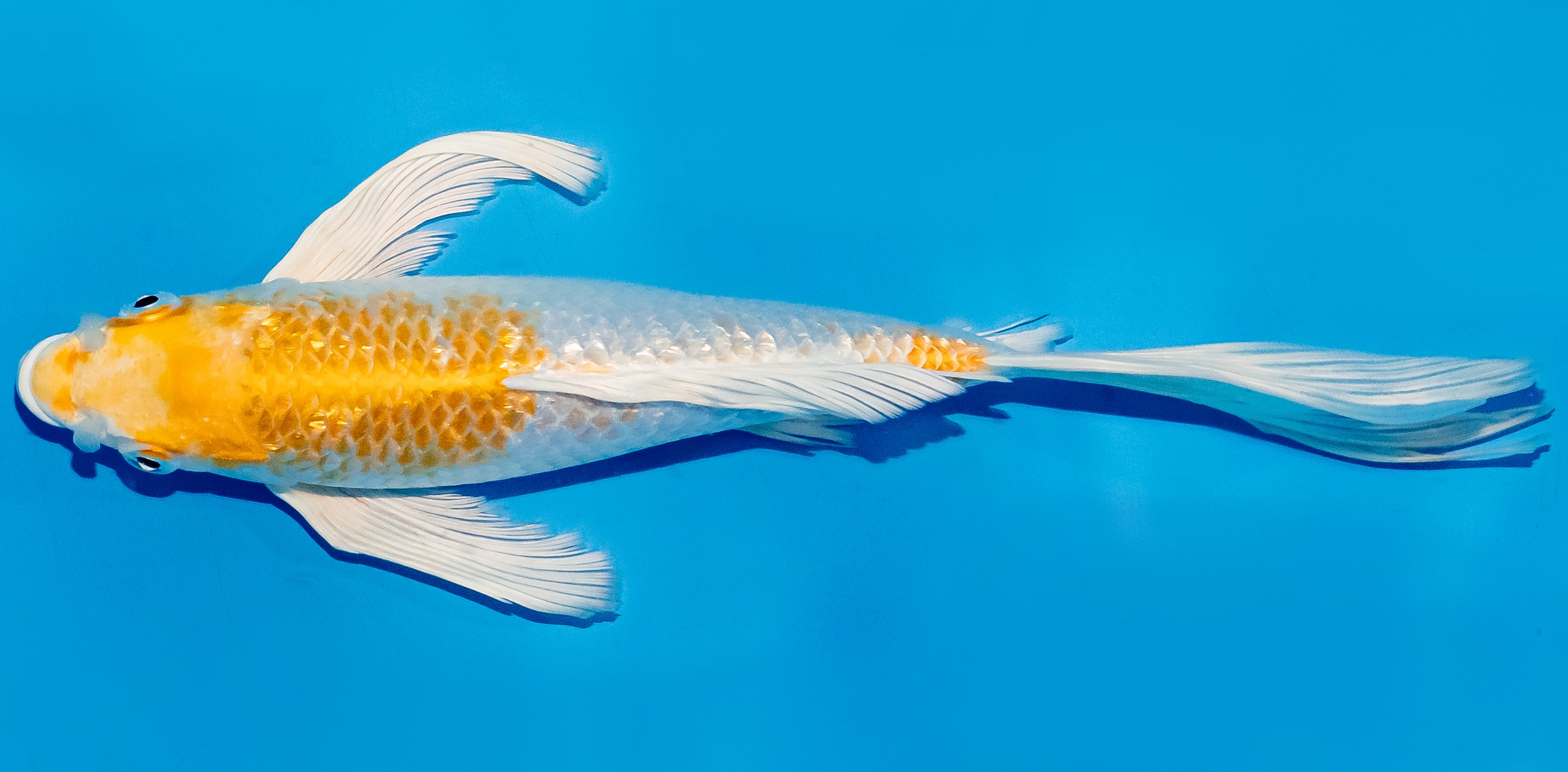 Butterfly Koi 25-30cm Nr. 6425