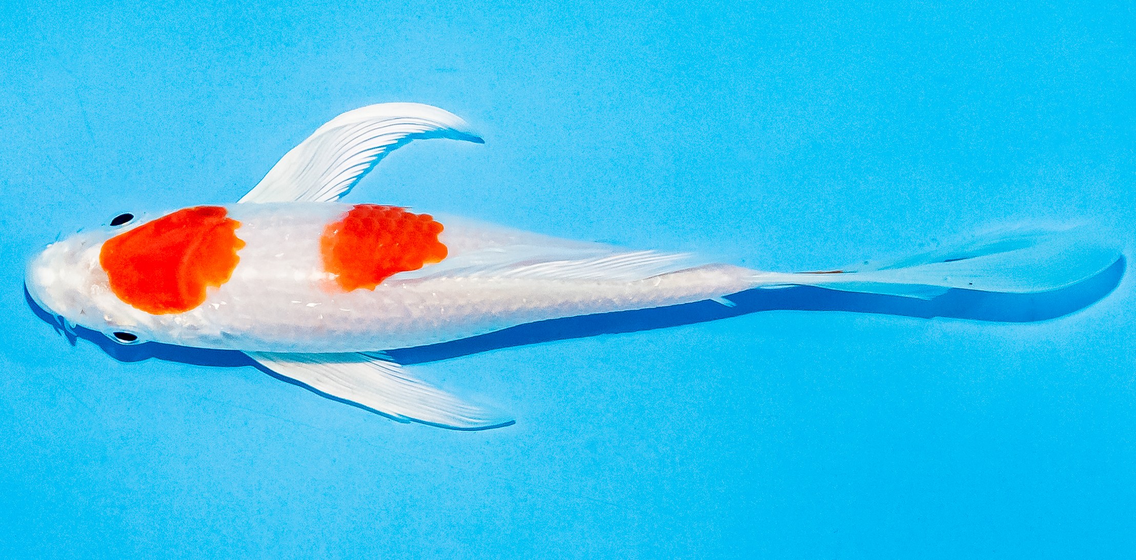 Butterfly Koi 14-17cm Nr. 7429