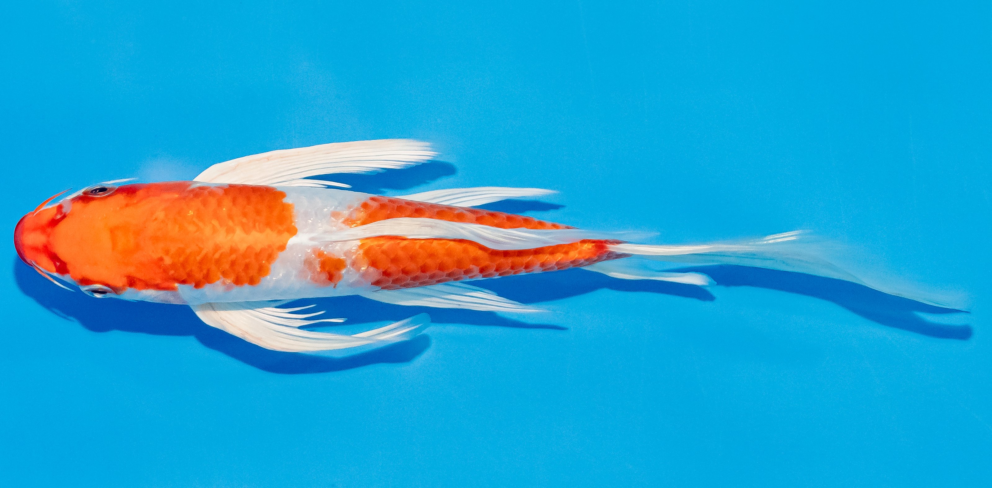 Butterfly Koi 20-25cm Nr. 3331