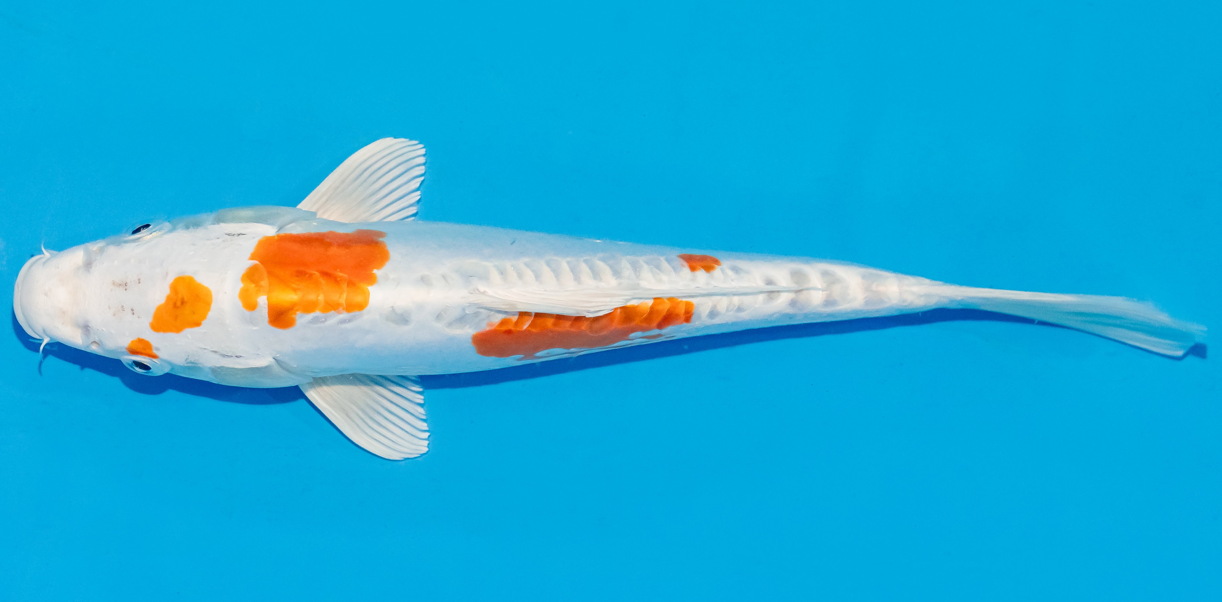 Koi 25-30cm Nr. 4266