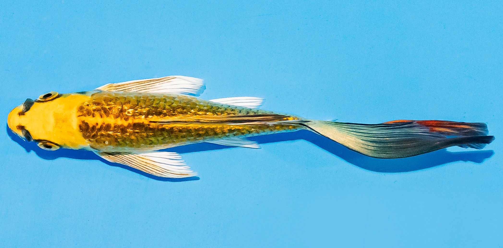 Butterfly Koi 14-17cm Nr. 7434