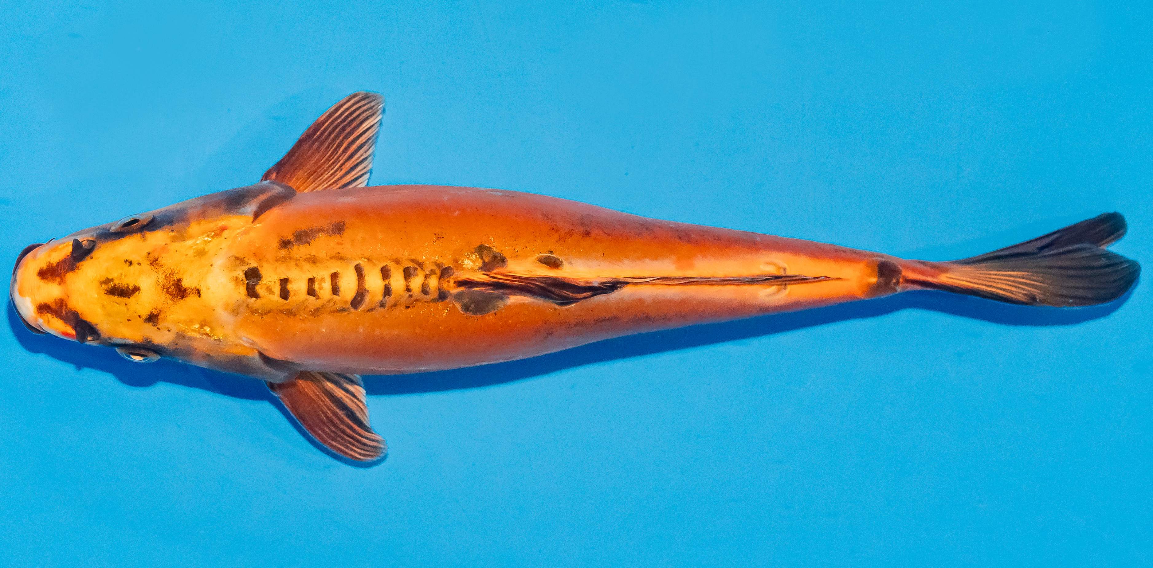 Koi 25-30cm Nr. 4211