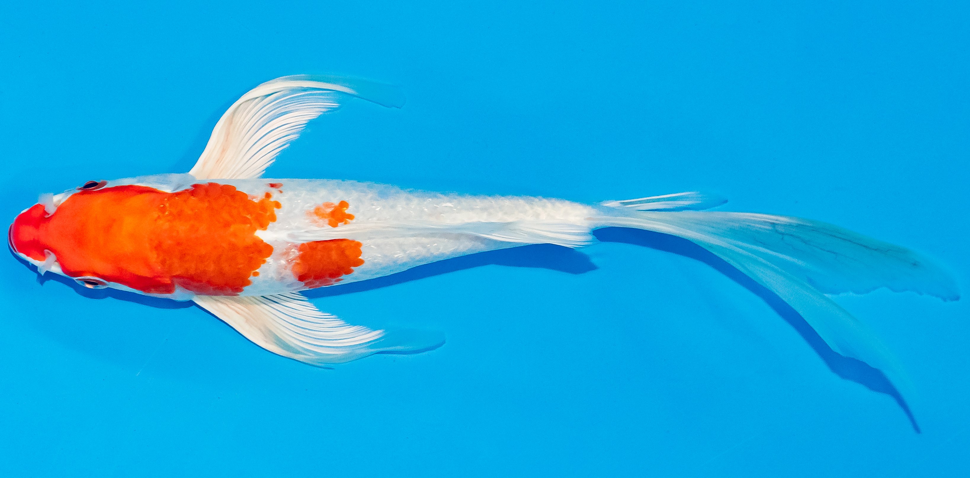 Butterfly Koi 20-25cm Nr. 3361