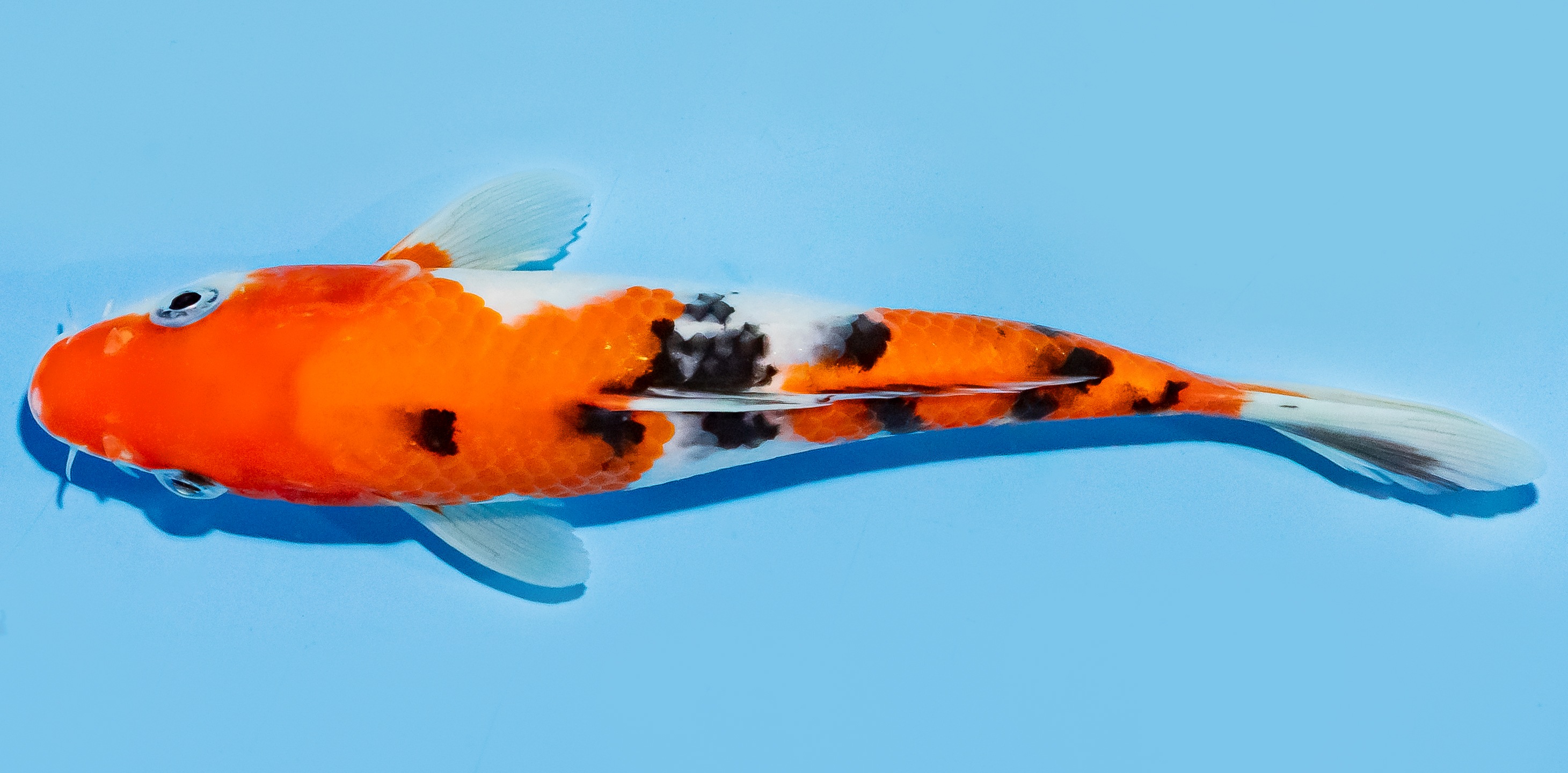 Koi 20-25cm Nr. 7536