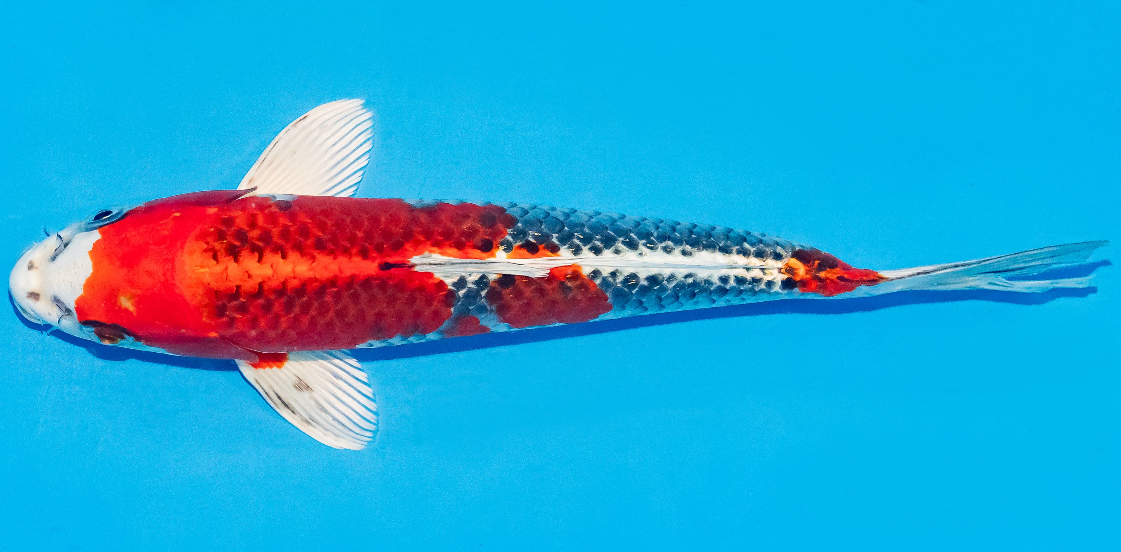 Koi 25-30cm Nr. 4216