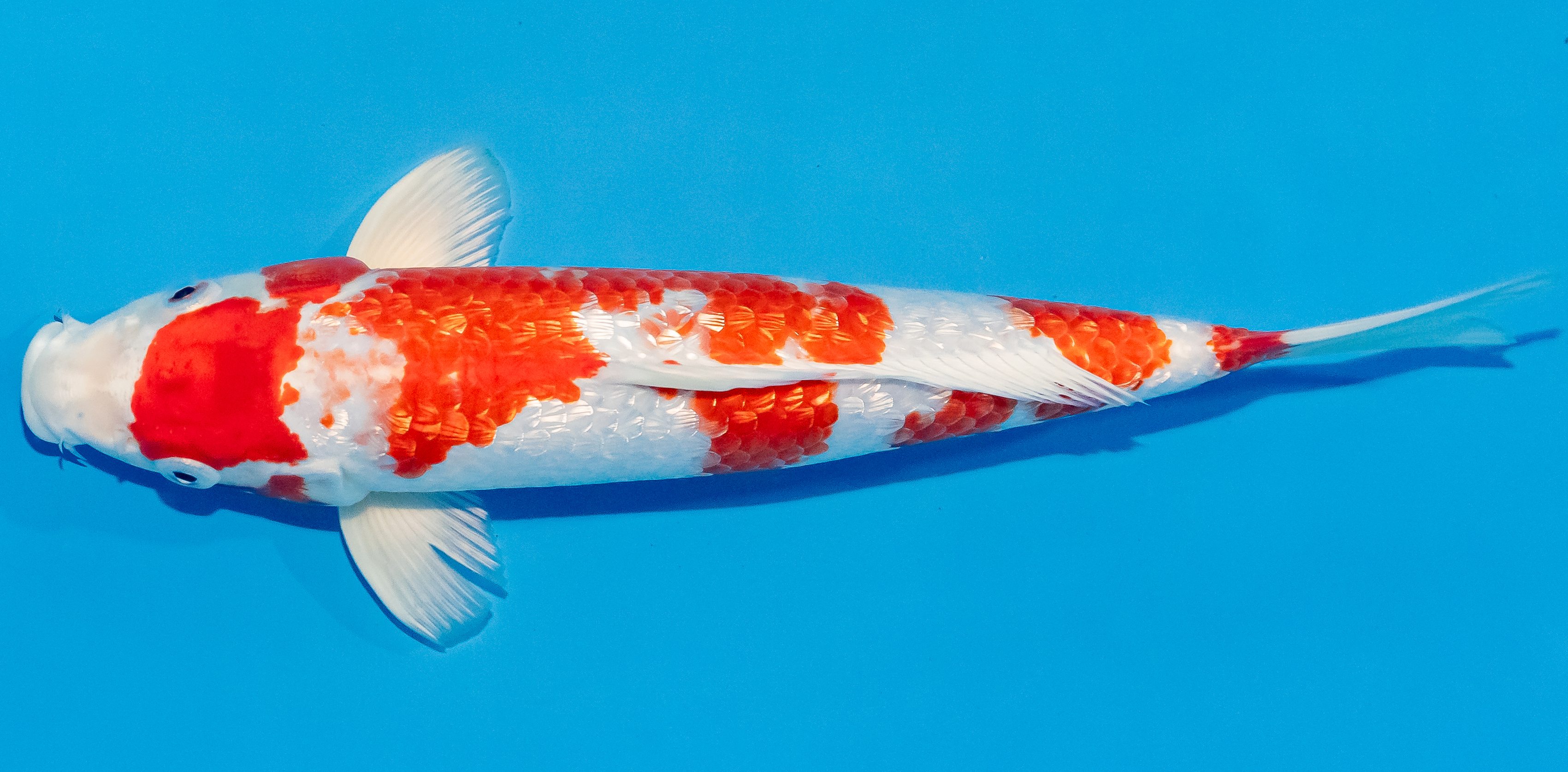 Koi 30-35cm Nr. 1336