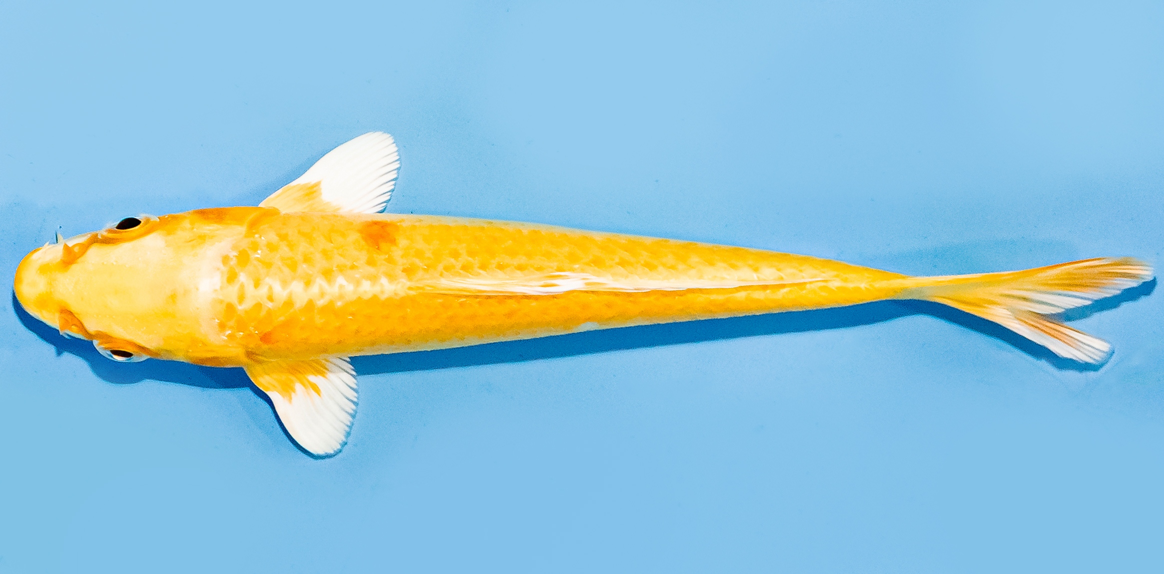 Koi 14-17cm Nr. 7046