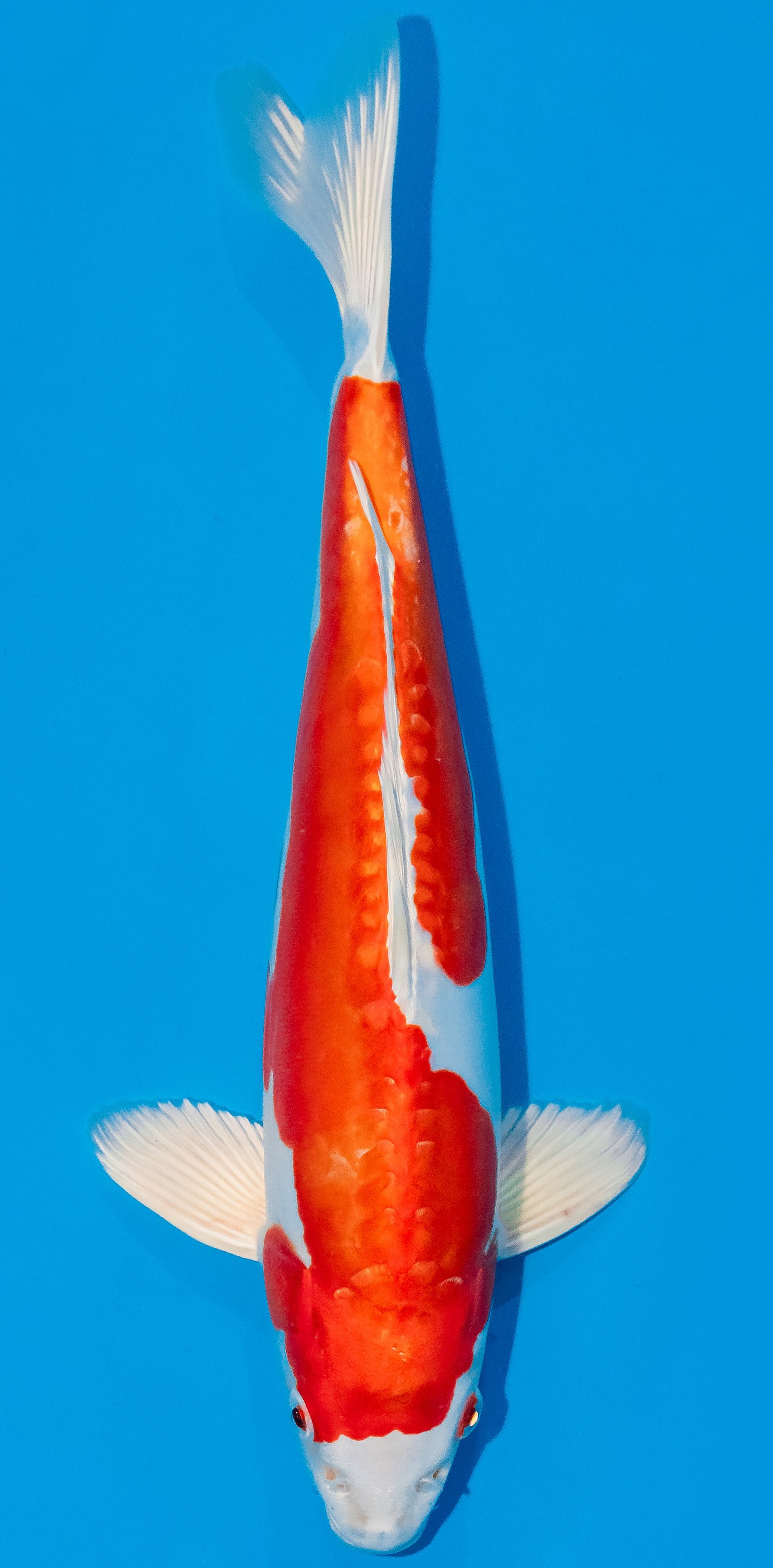 Koi 35-40cm Nr. 1107