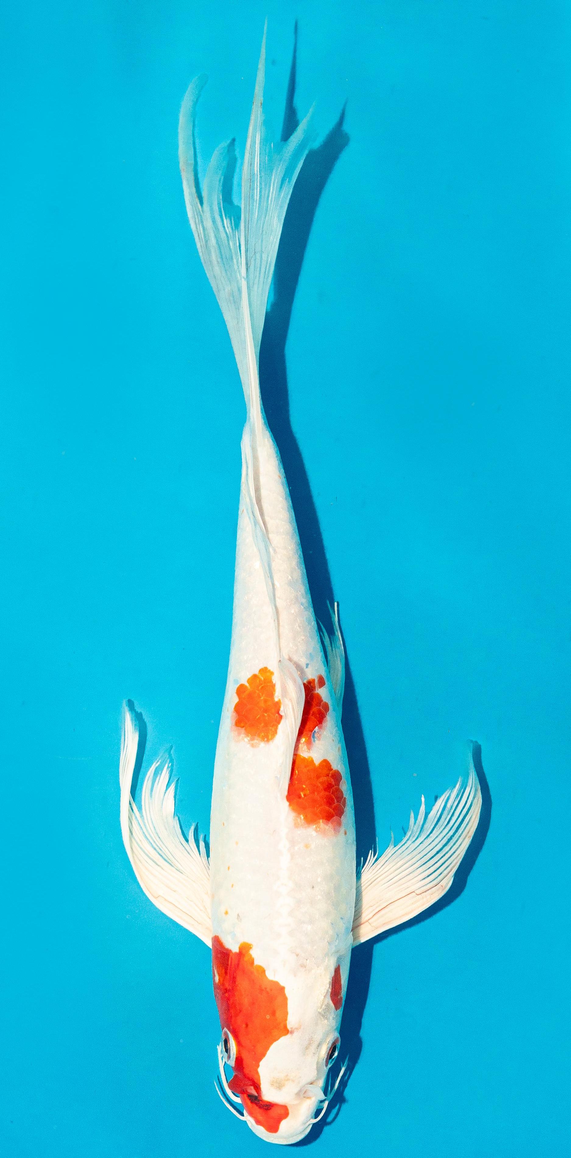 Butterfly Koi 30-35cm Nr. 4425