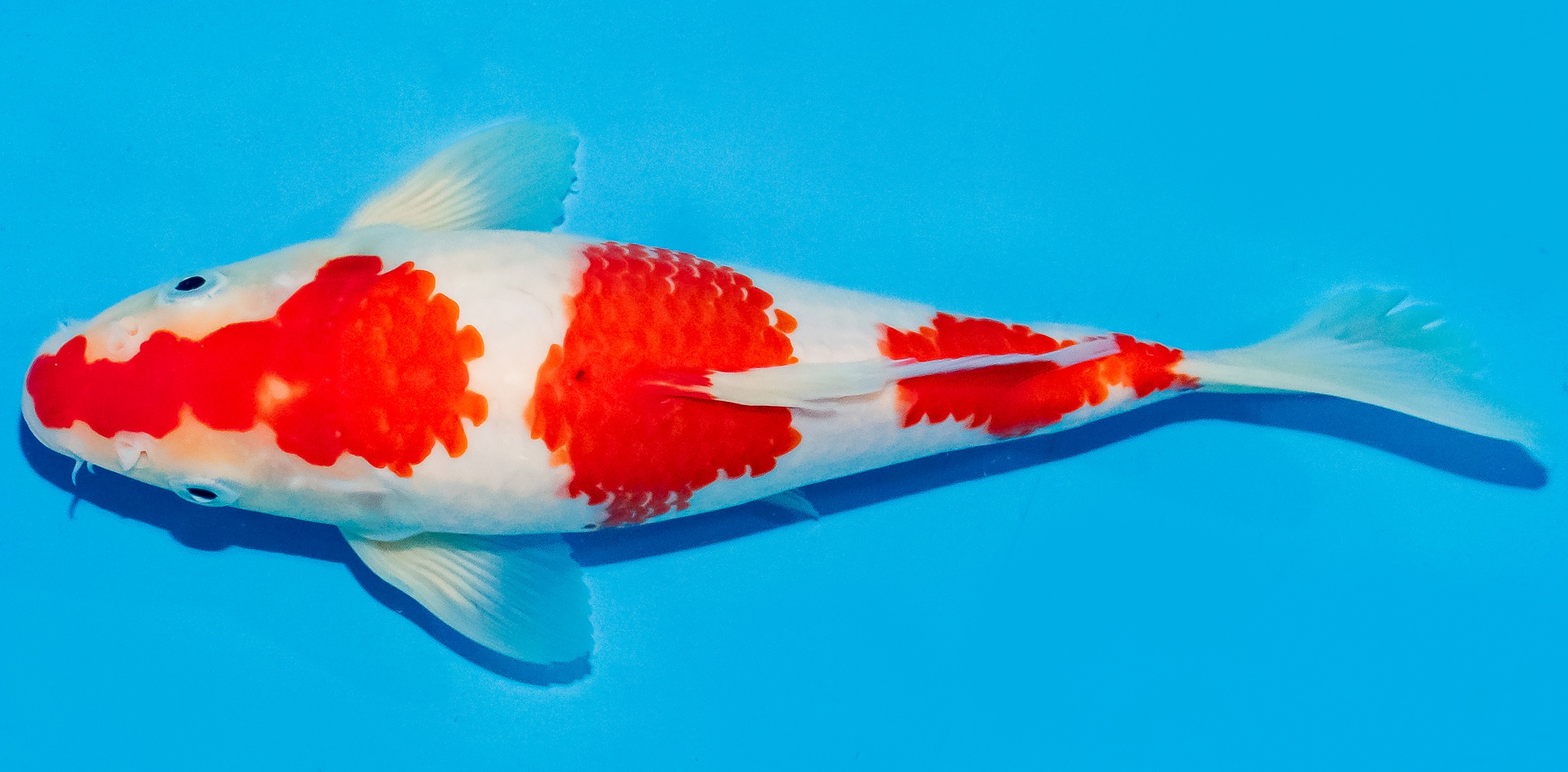 Koi 20-25cm Nr. 6028