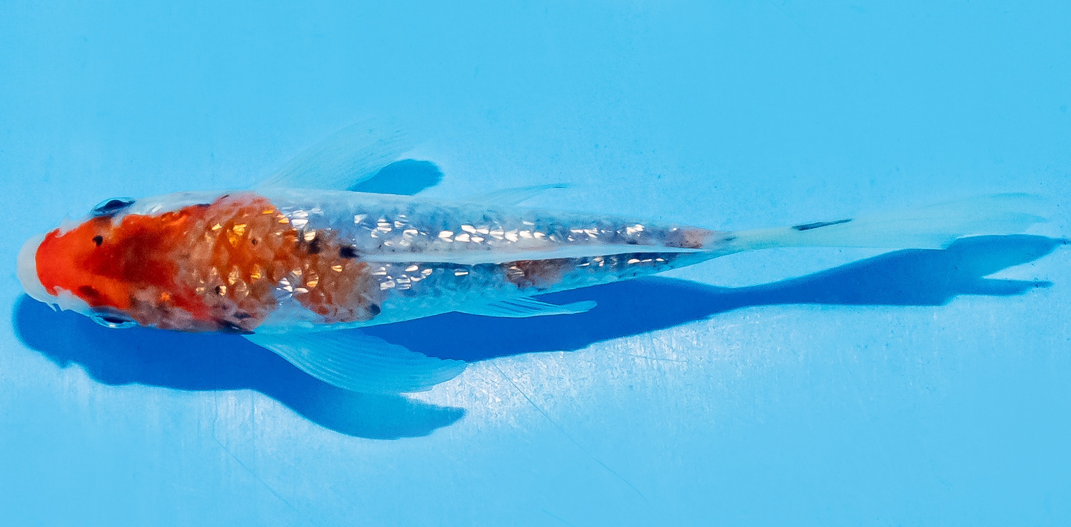 Butterfly Koi 14-17cm Nr. 5706