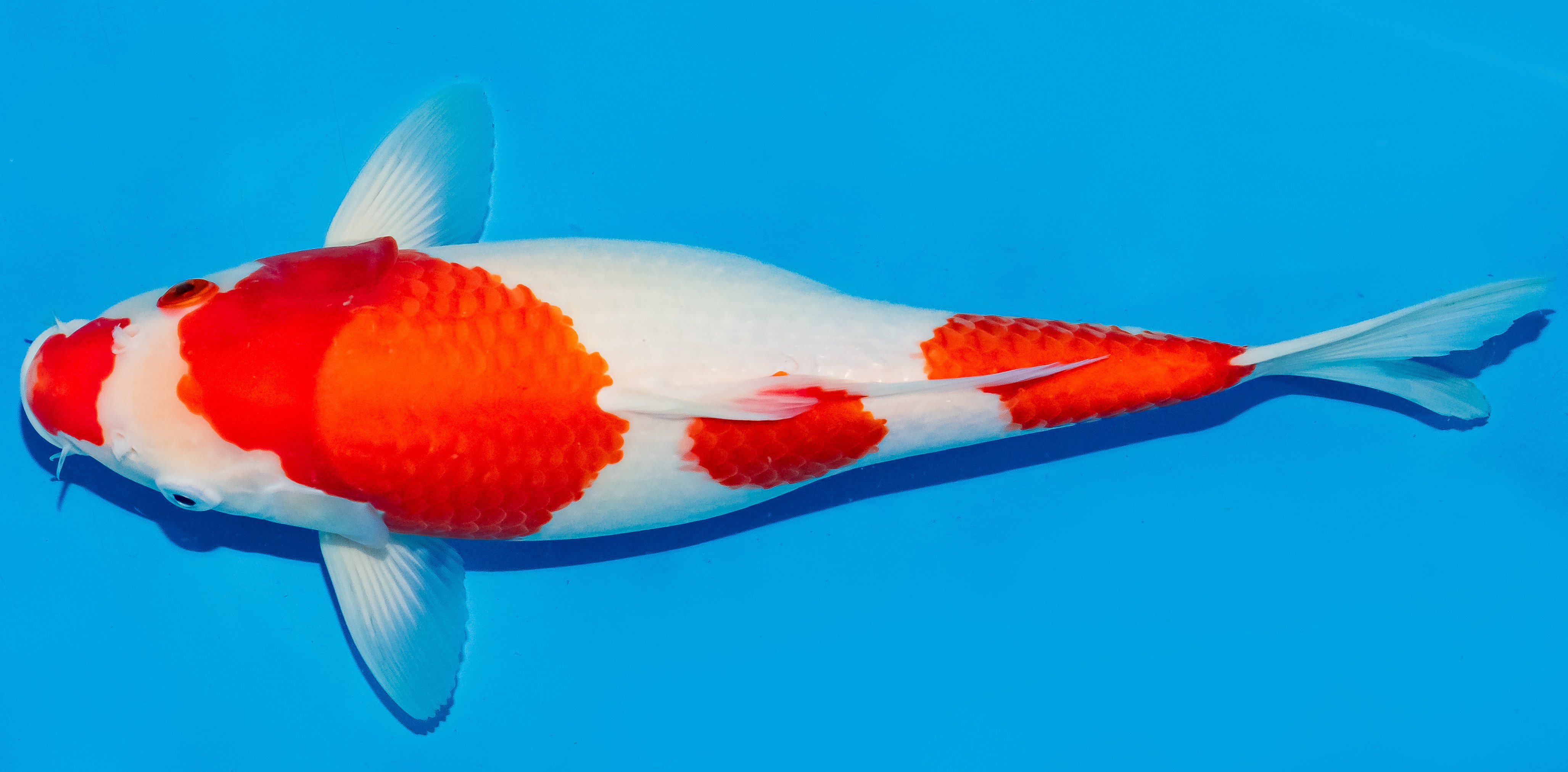Koi 35-40cm Nr. 6743