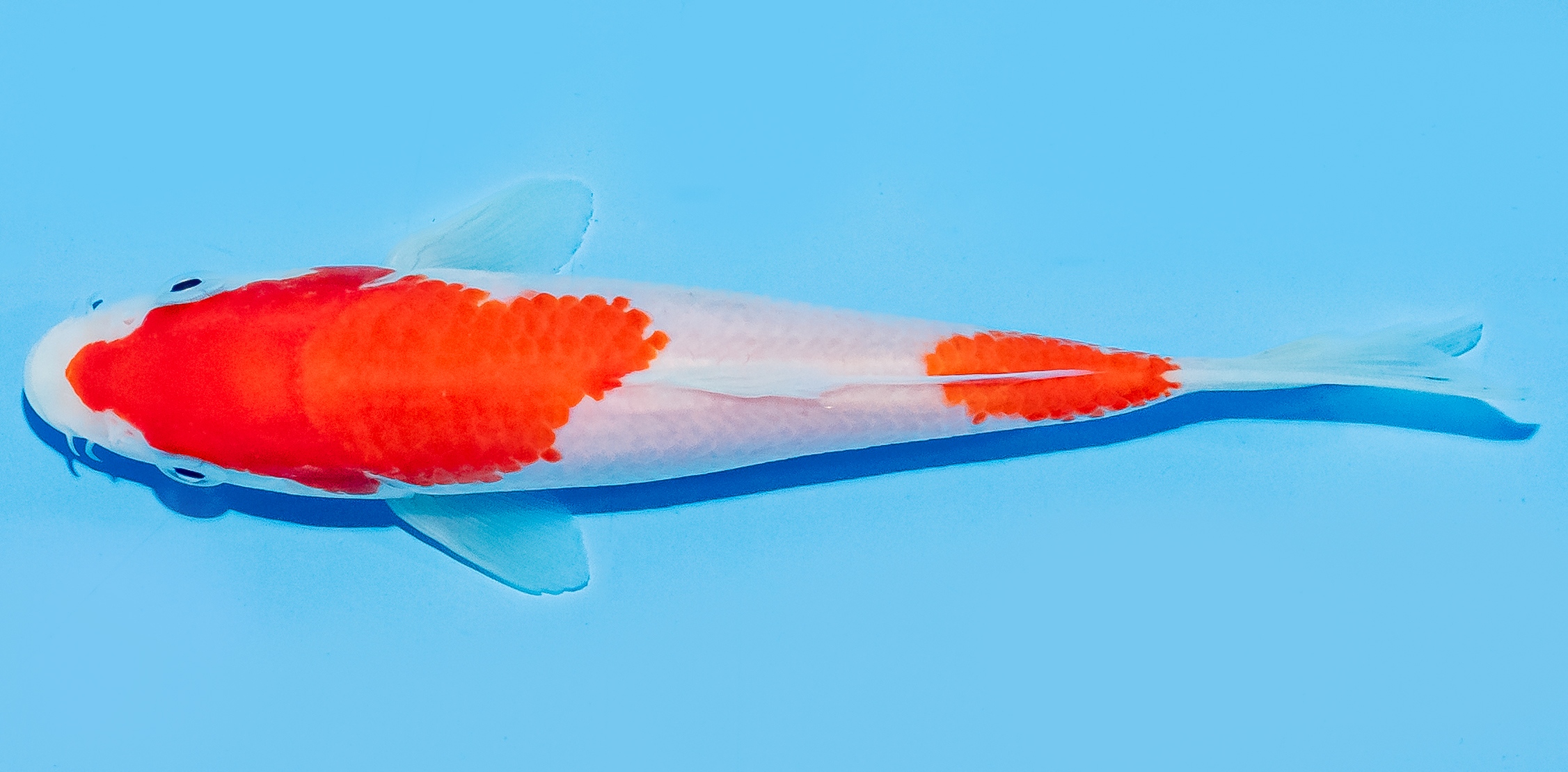 Koi 14-17cm Nr. 7032