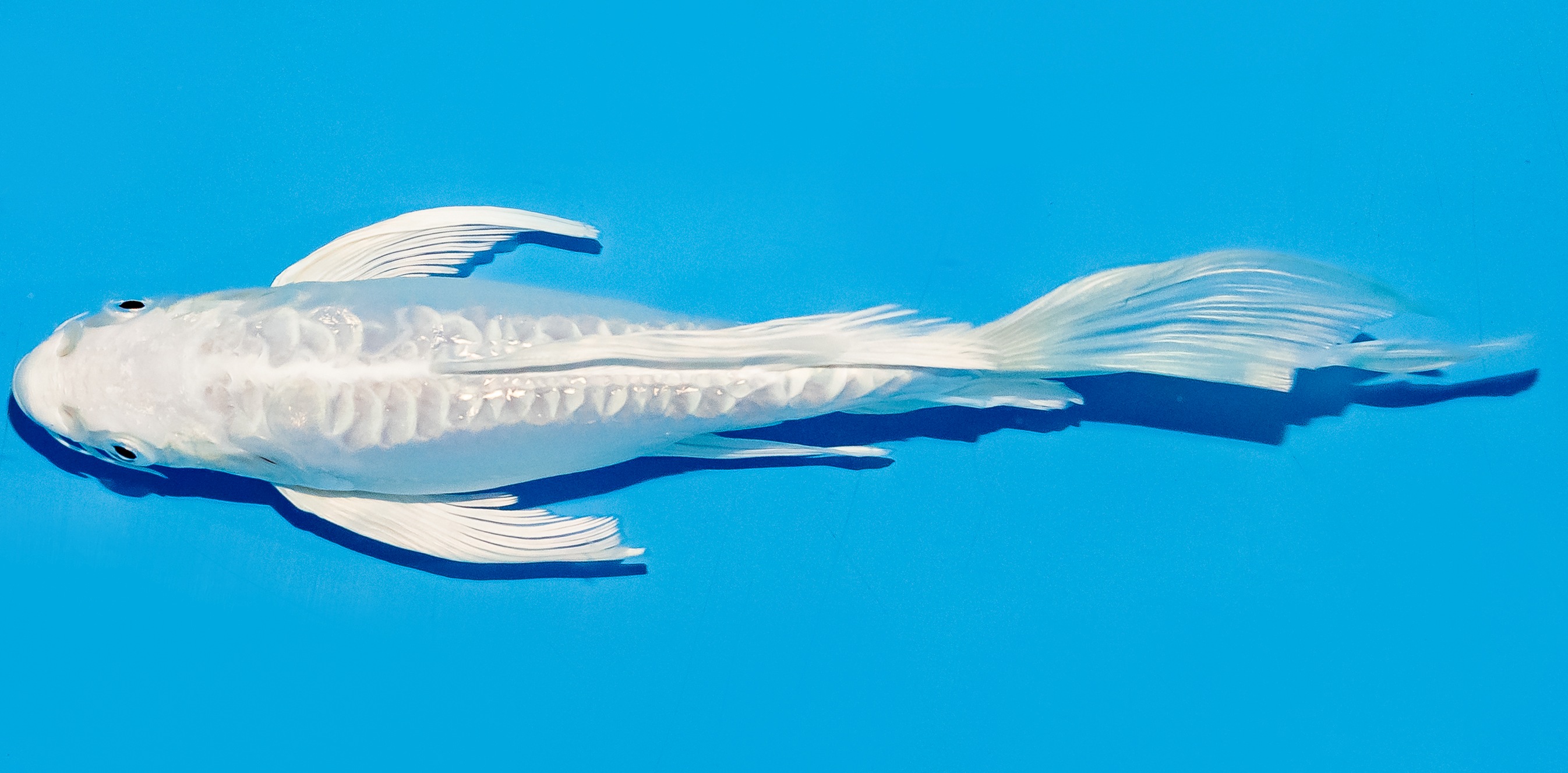 Butterfly Koi 20-25cm Nr. 5507