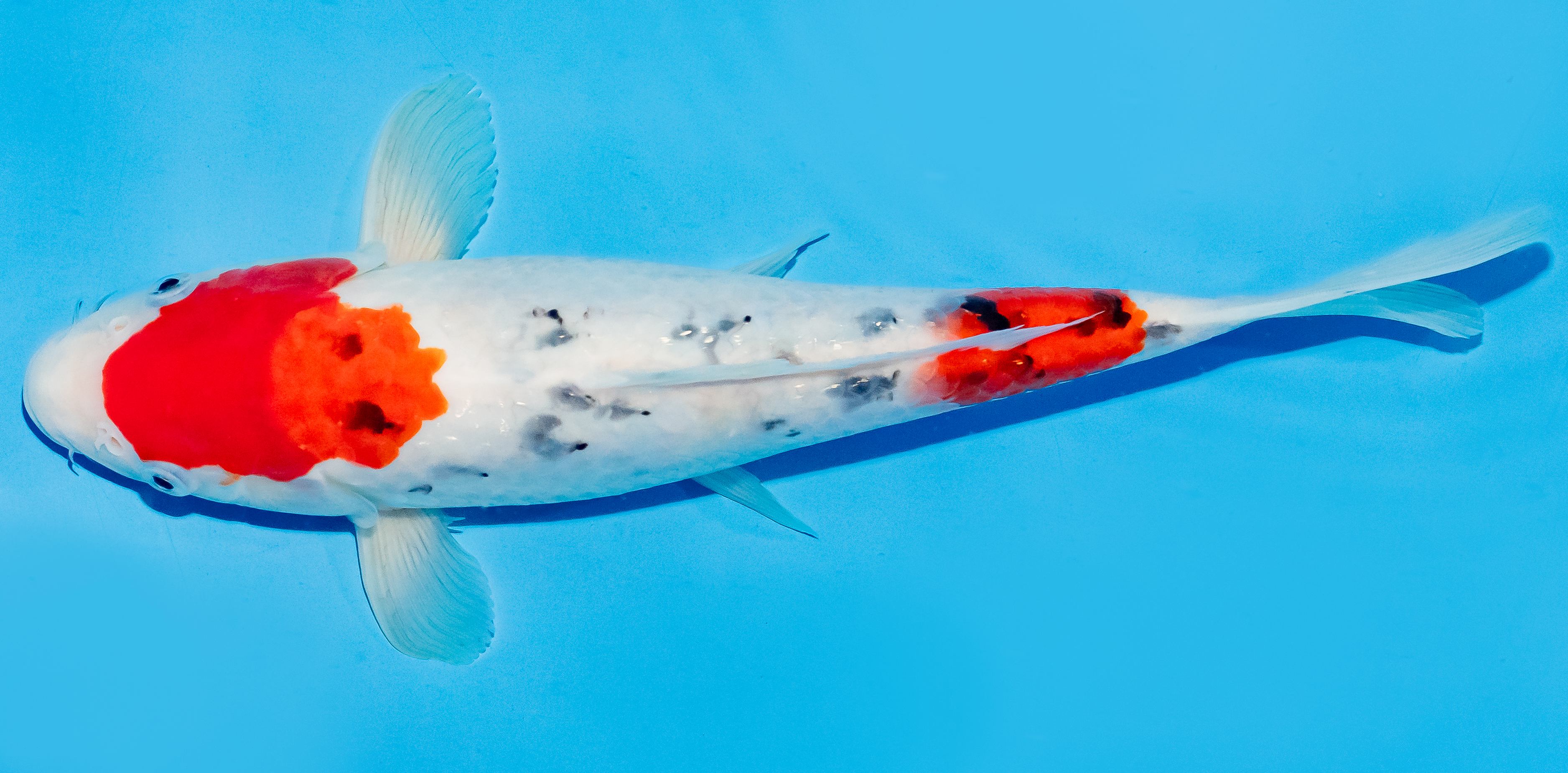 Koi 25-30cm Nr. 6267